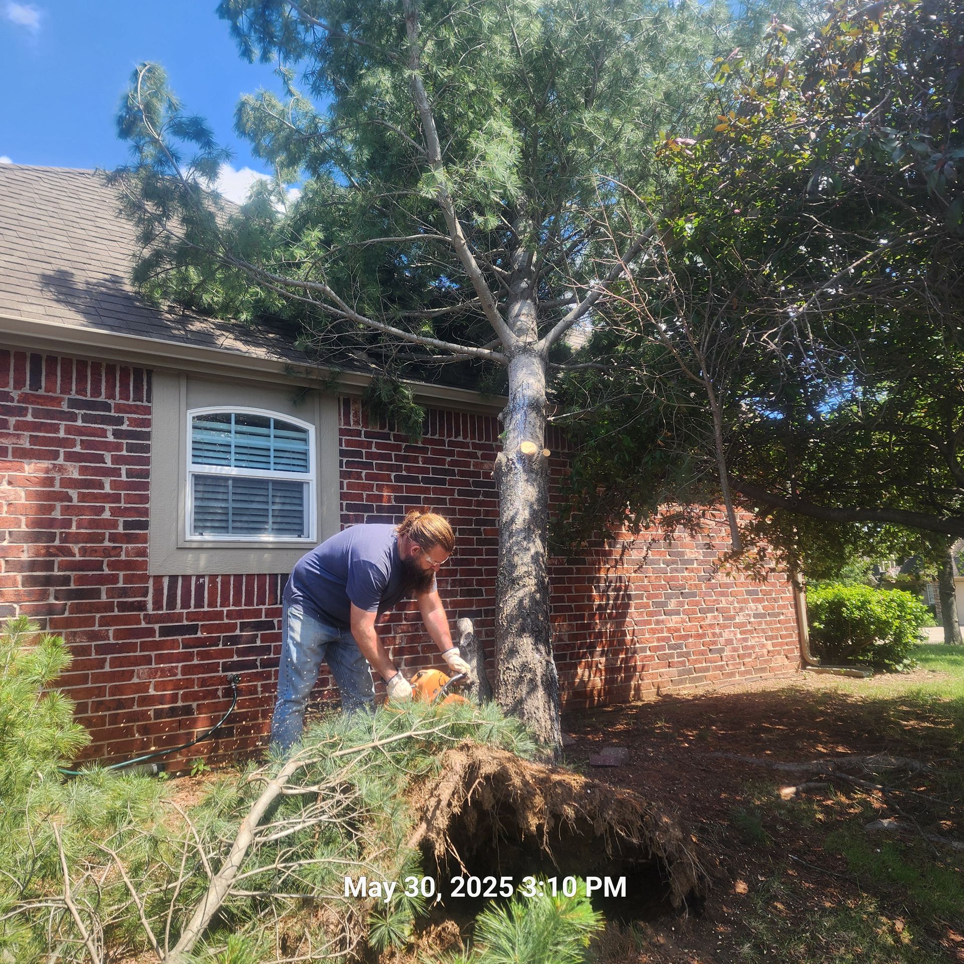 A man is cutting a tree in front of a brick house