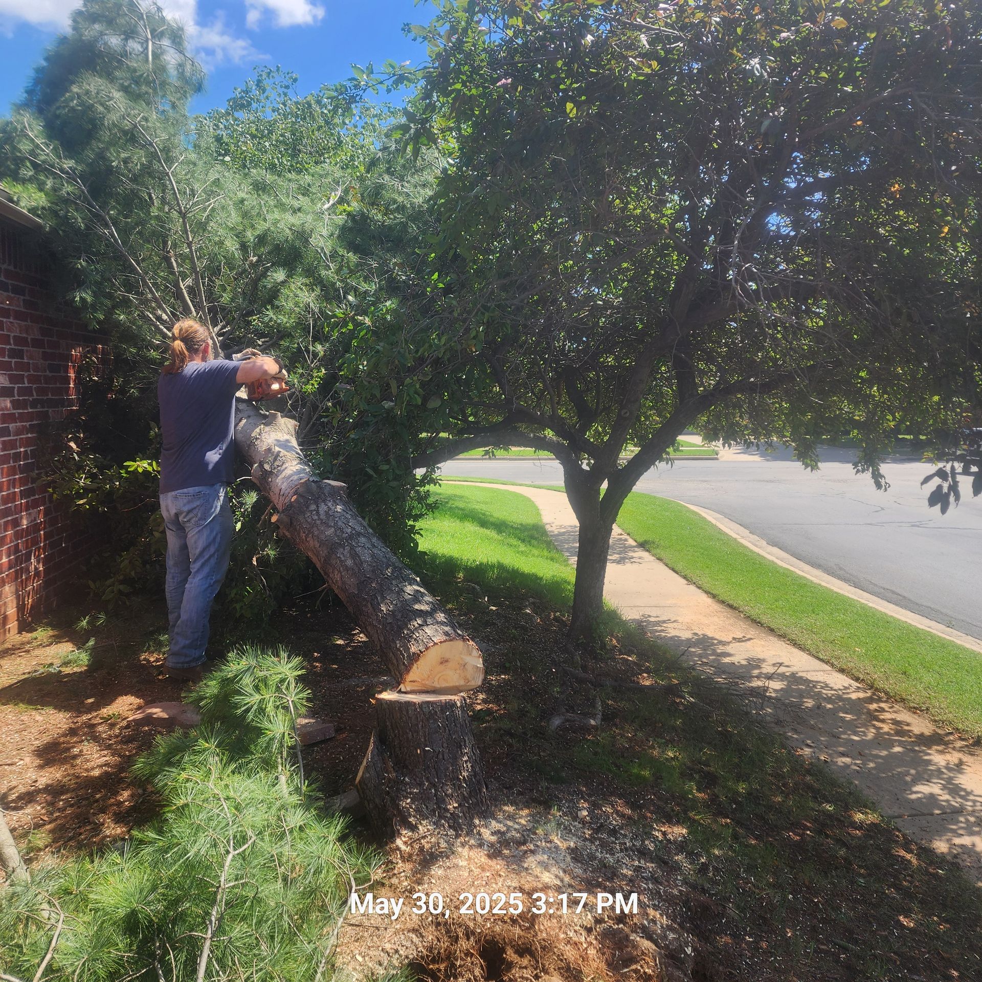 A man is standing next to a tree that has been cut down