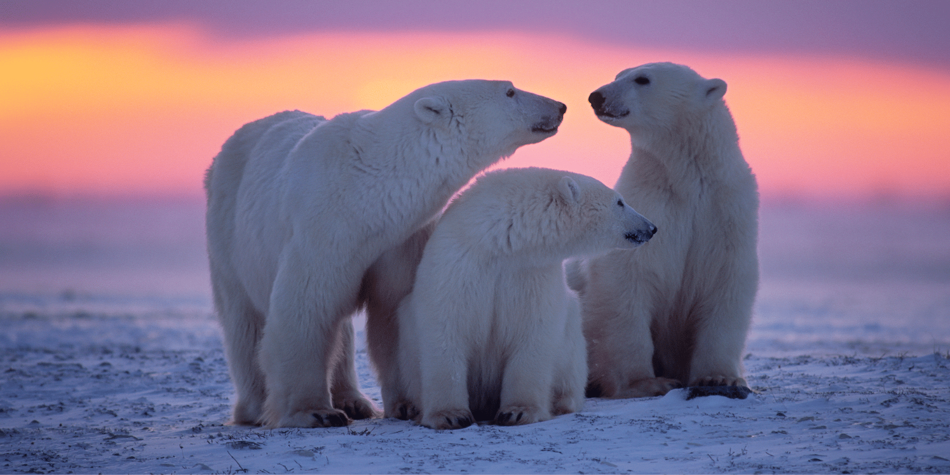 Three polar bears are standing next to each other in the snow.