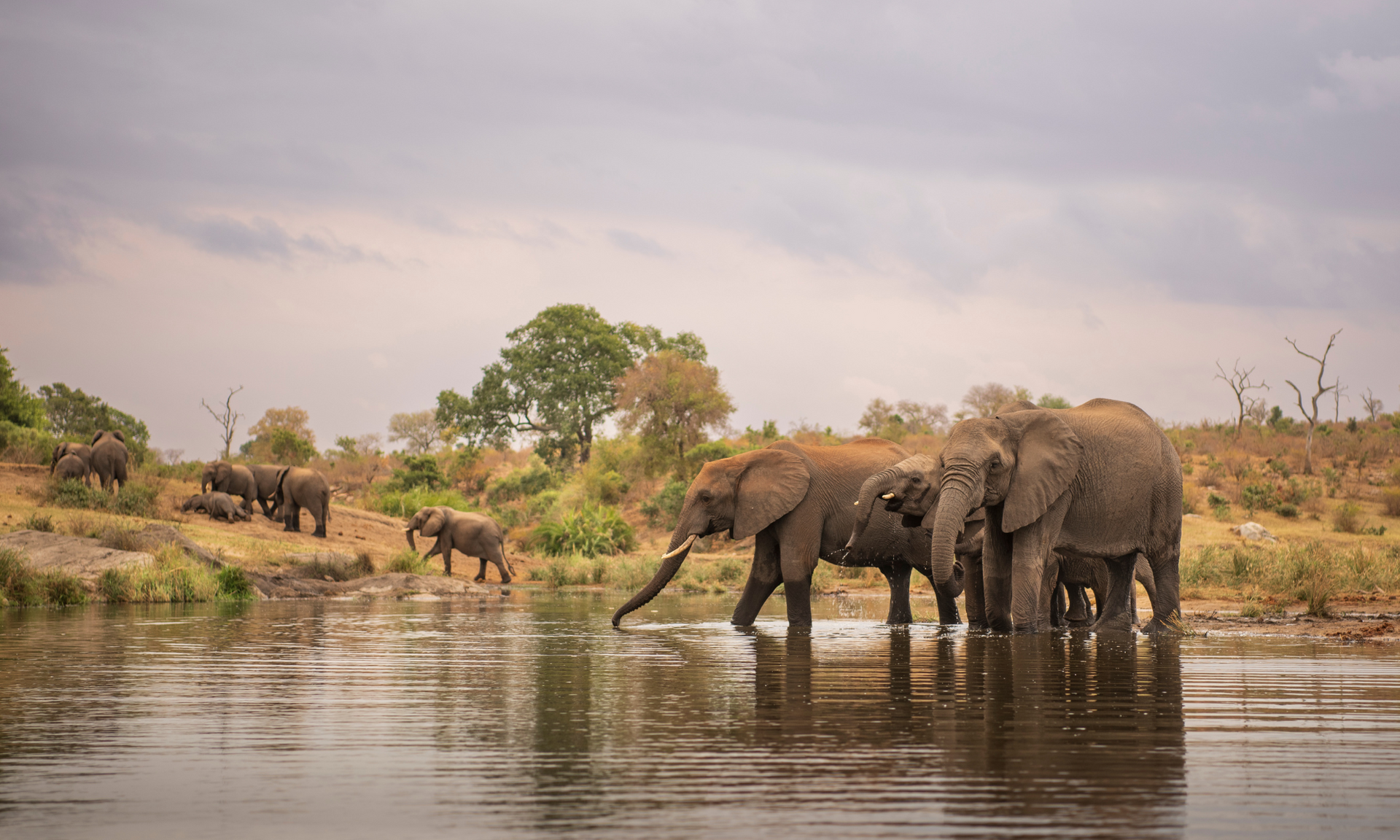 Two elephants standing in a calm river beside a grassy bank at sunset.