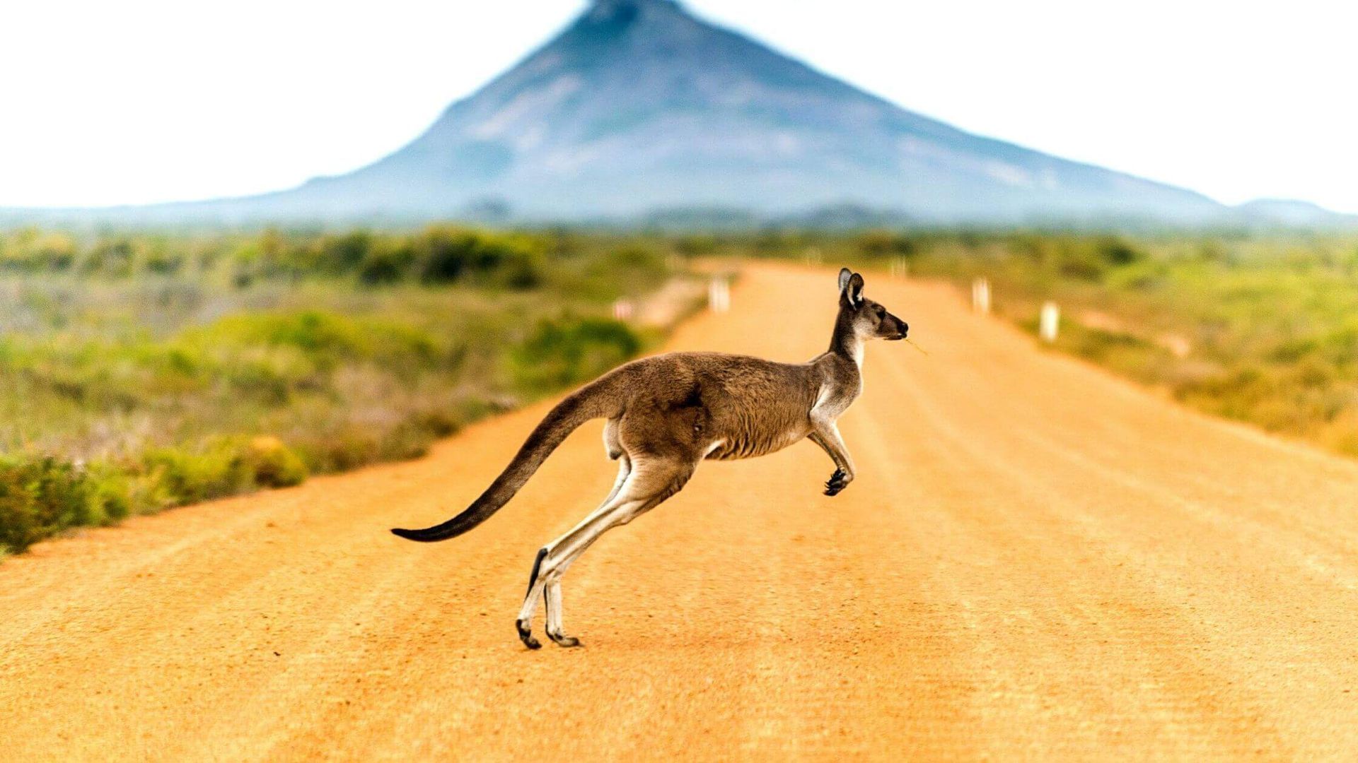 A kangaroo is running down a dirt road with a mountain in the background.