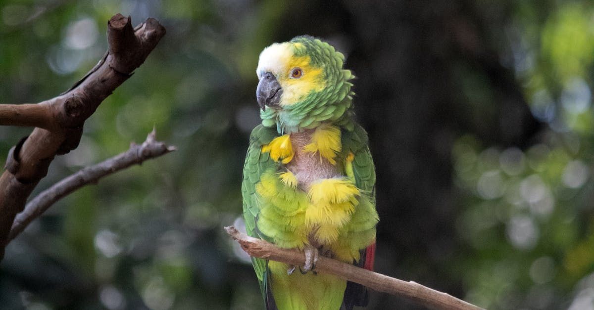 A green and yellow parrot perched on a tree branch.