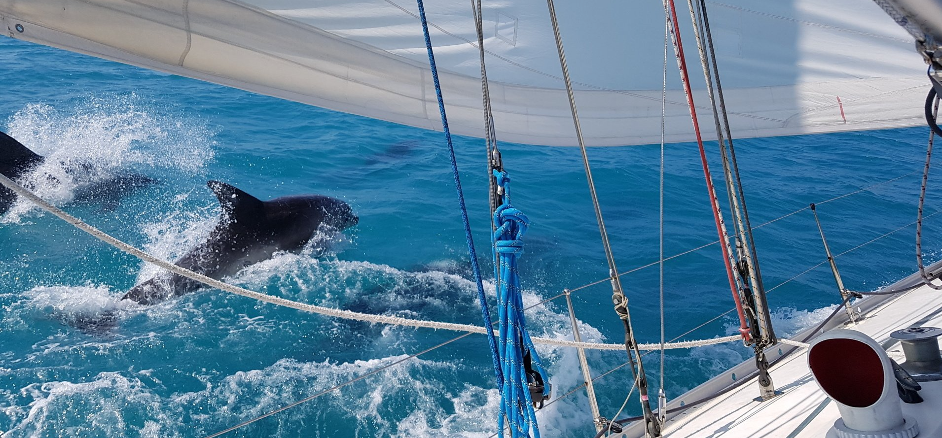 A picture taken from the deck of an underway yacht, looking under the mainsail and over the gunwhale at a pod of dolphins who are surfing in the wake next to the boat.