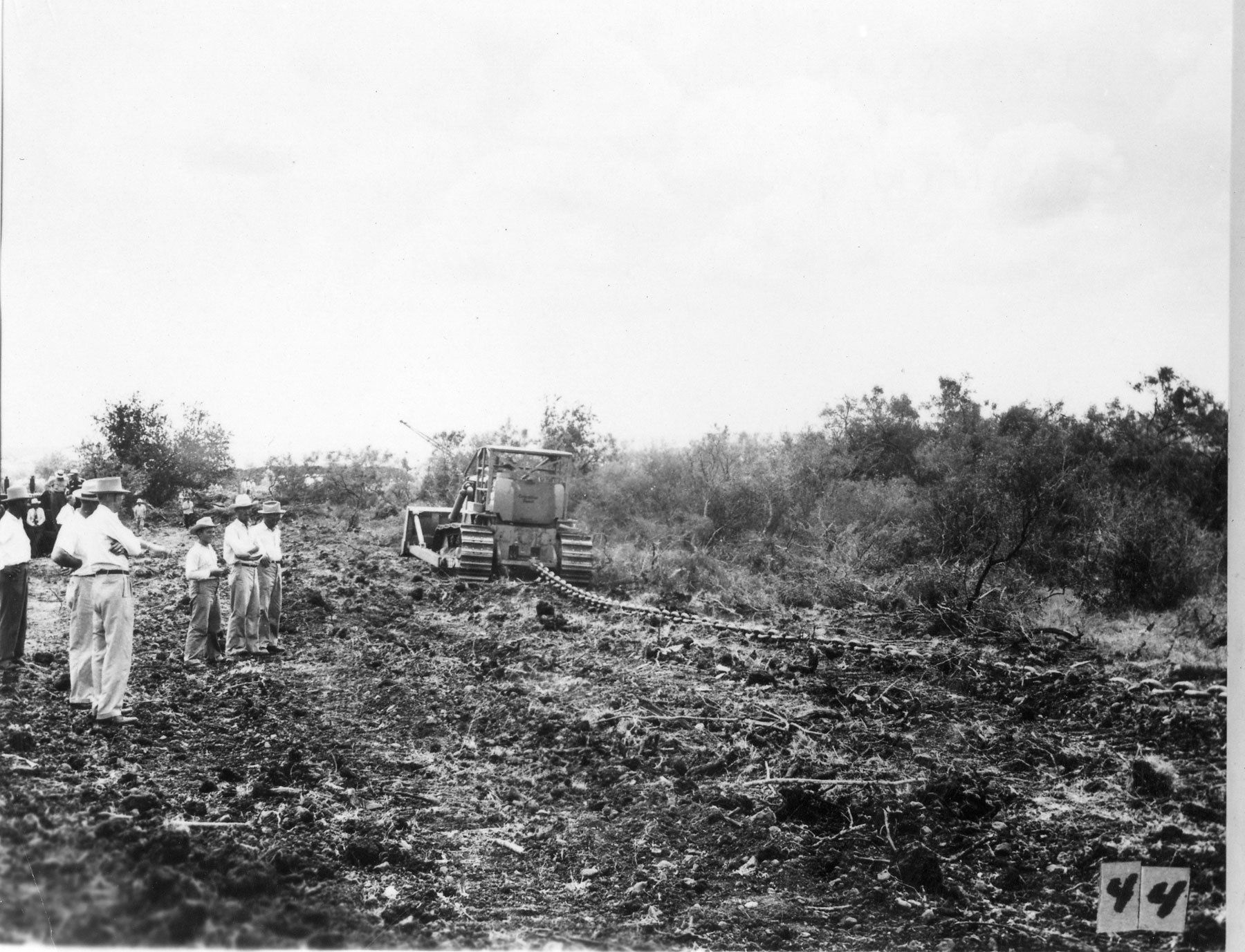 Clearing cedar with a chain