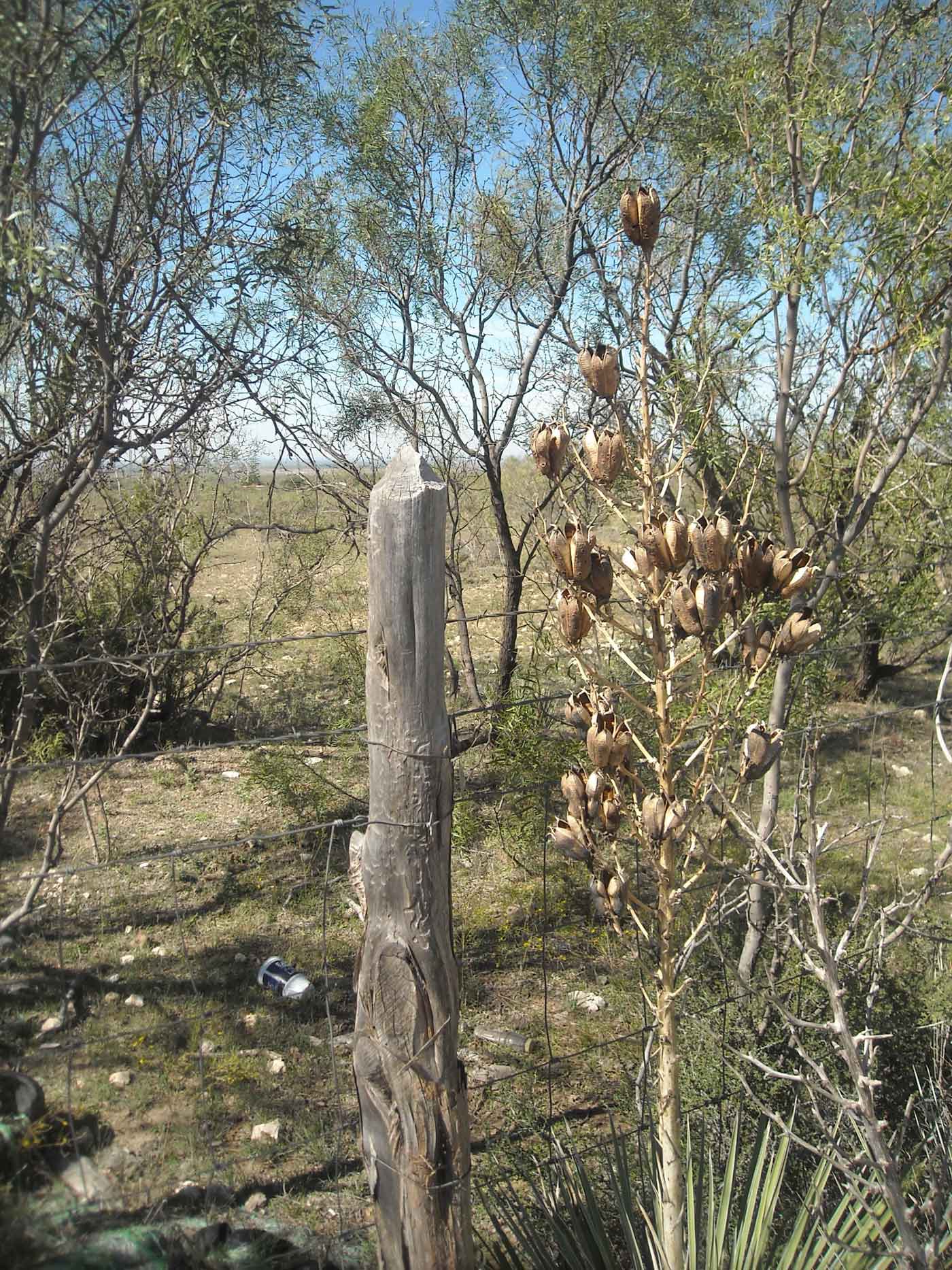 Axe-cut cedar posts in West Texas