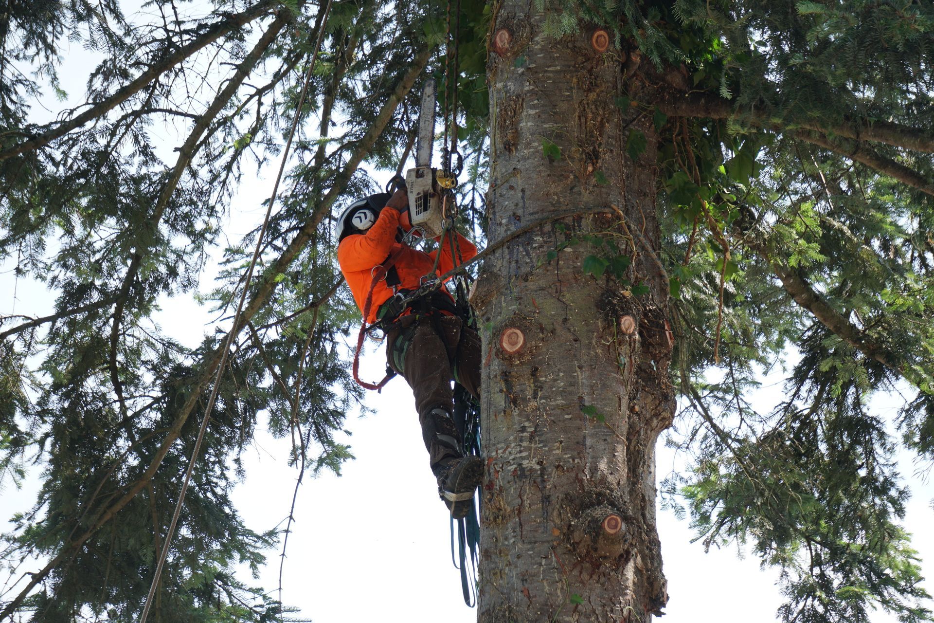 Arborist in orange shirt using a chainsaw to trim a tall tree.