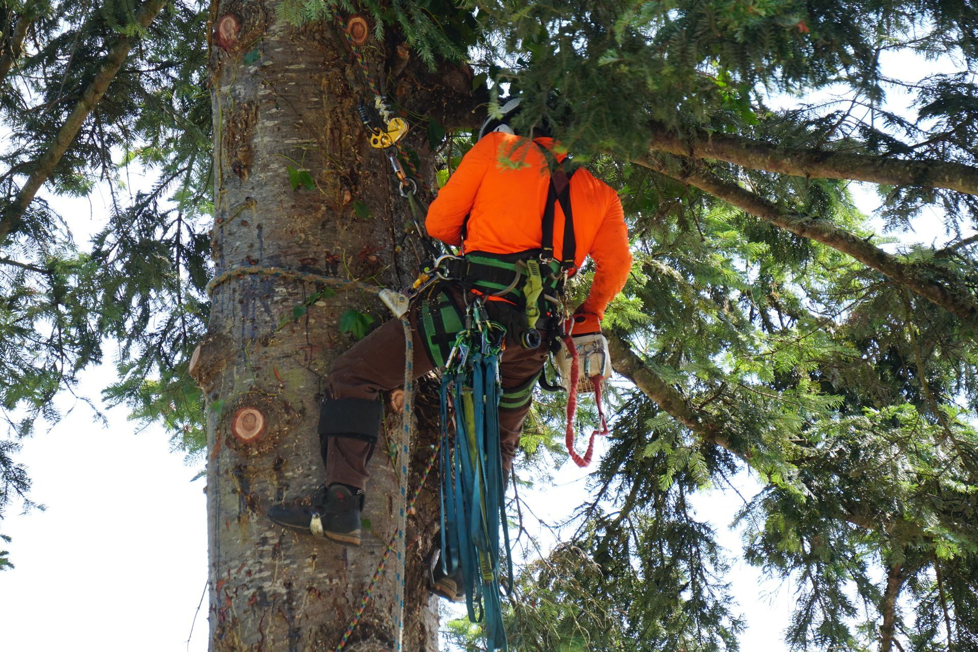 Professional Tree Removal by Monkeys Tree Service
