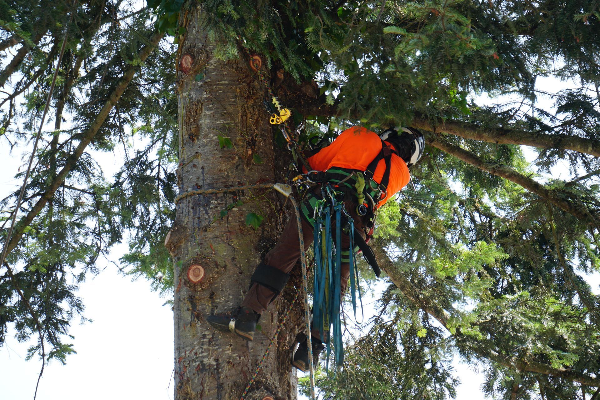 Arborist in orange shirt secured with ropes, climbing a tall tree.
