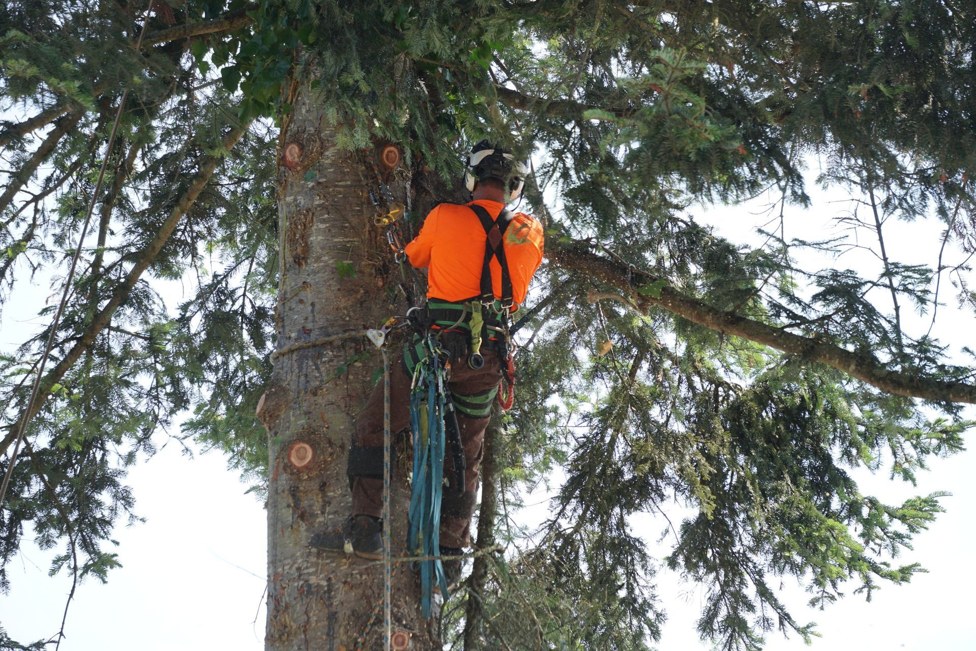 Arborist in orange shirt, secured to a tall tree with ropes and gear, trimming branches.