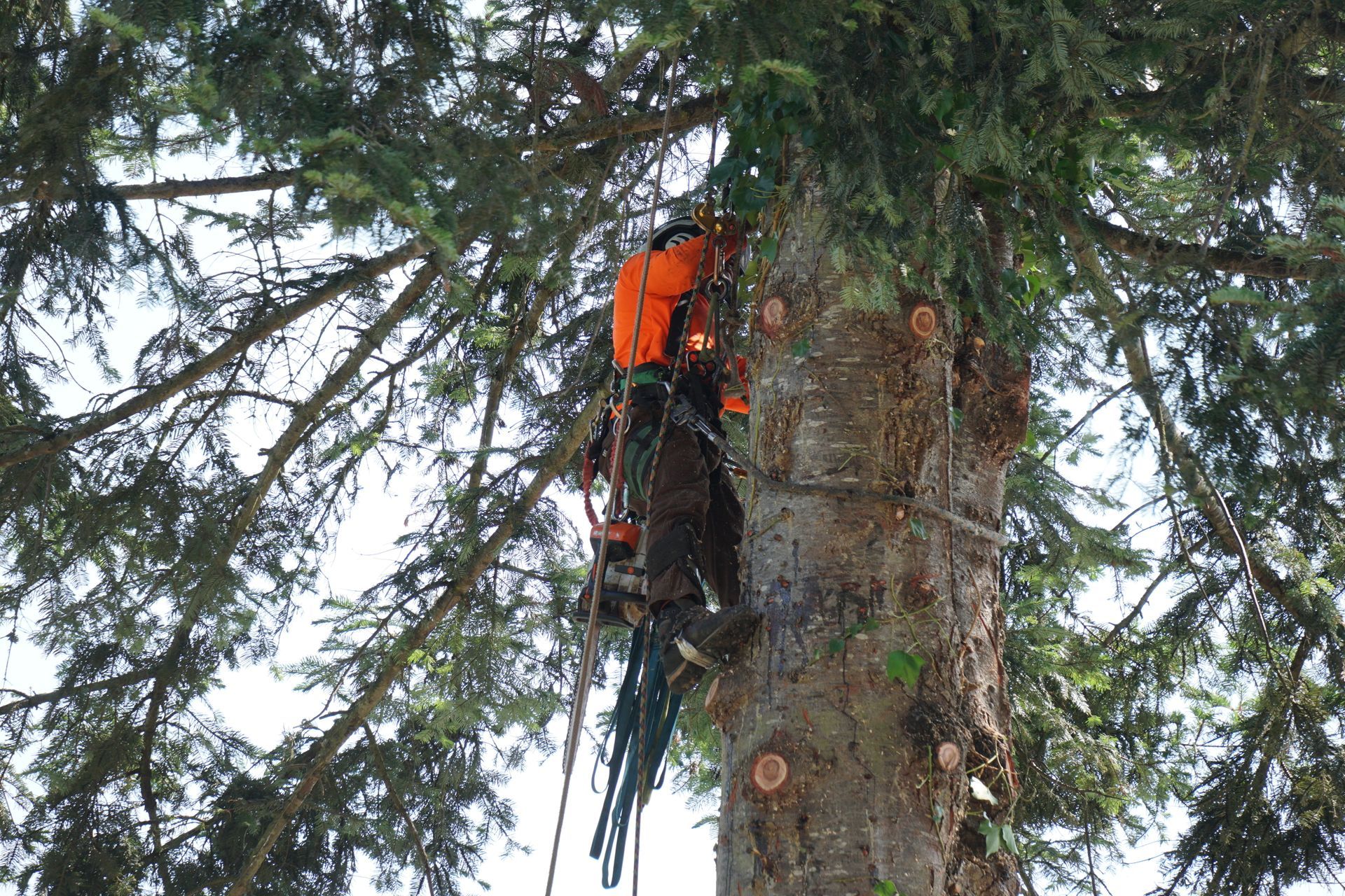 Arborist in orange vest cutting a tree with a chainsaw, secured by ropes and harness.