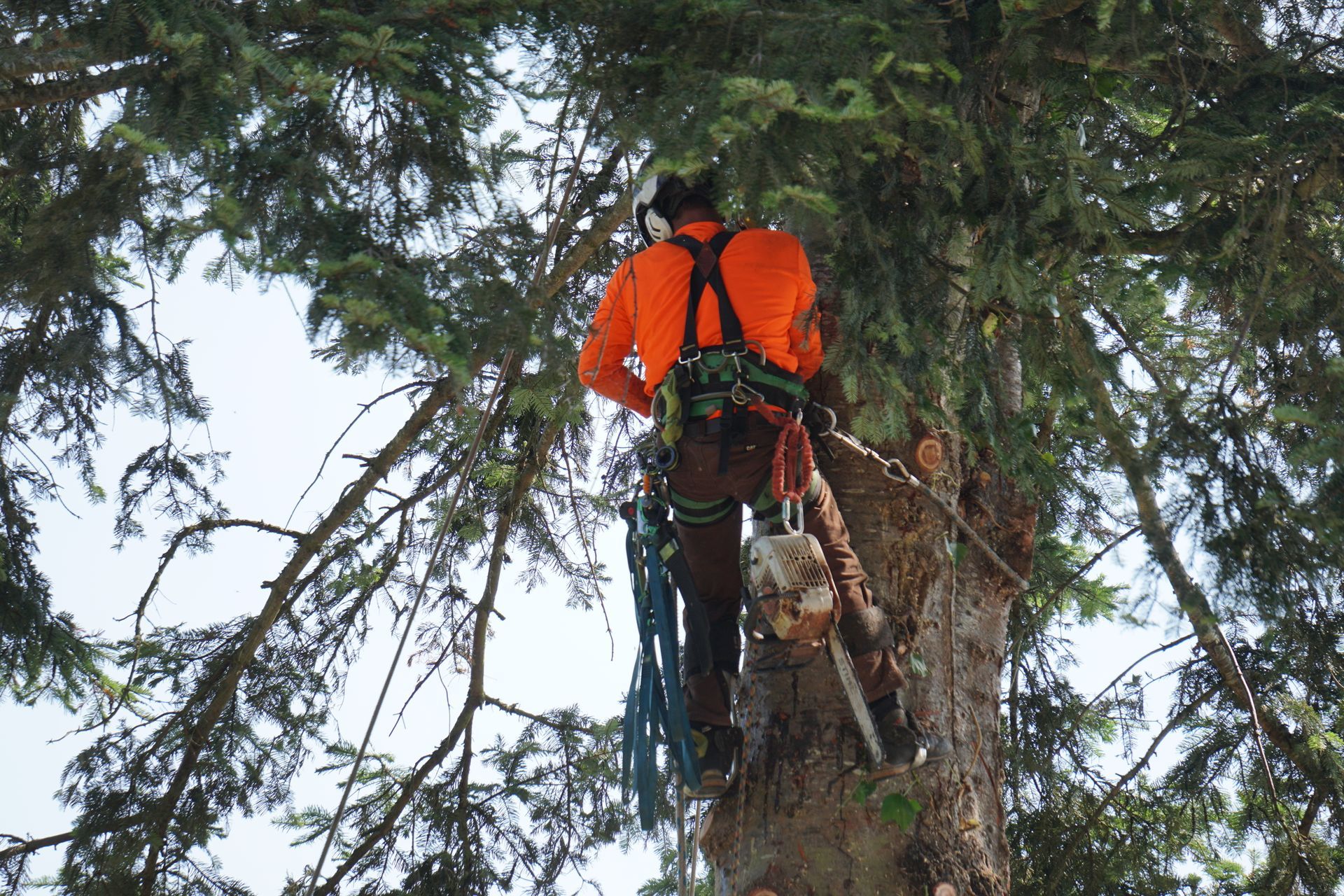 Arborist in orange shirt, safety gear, cutting tree branches with chainsaw.