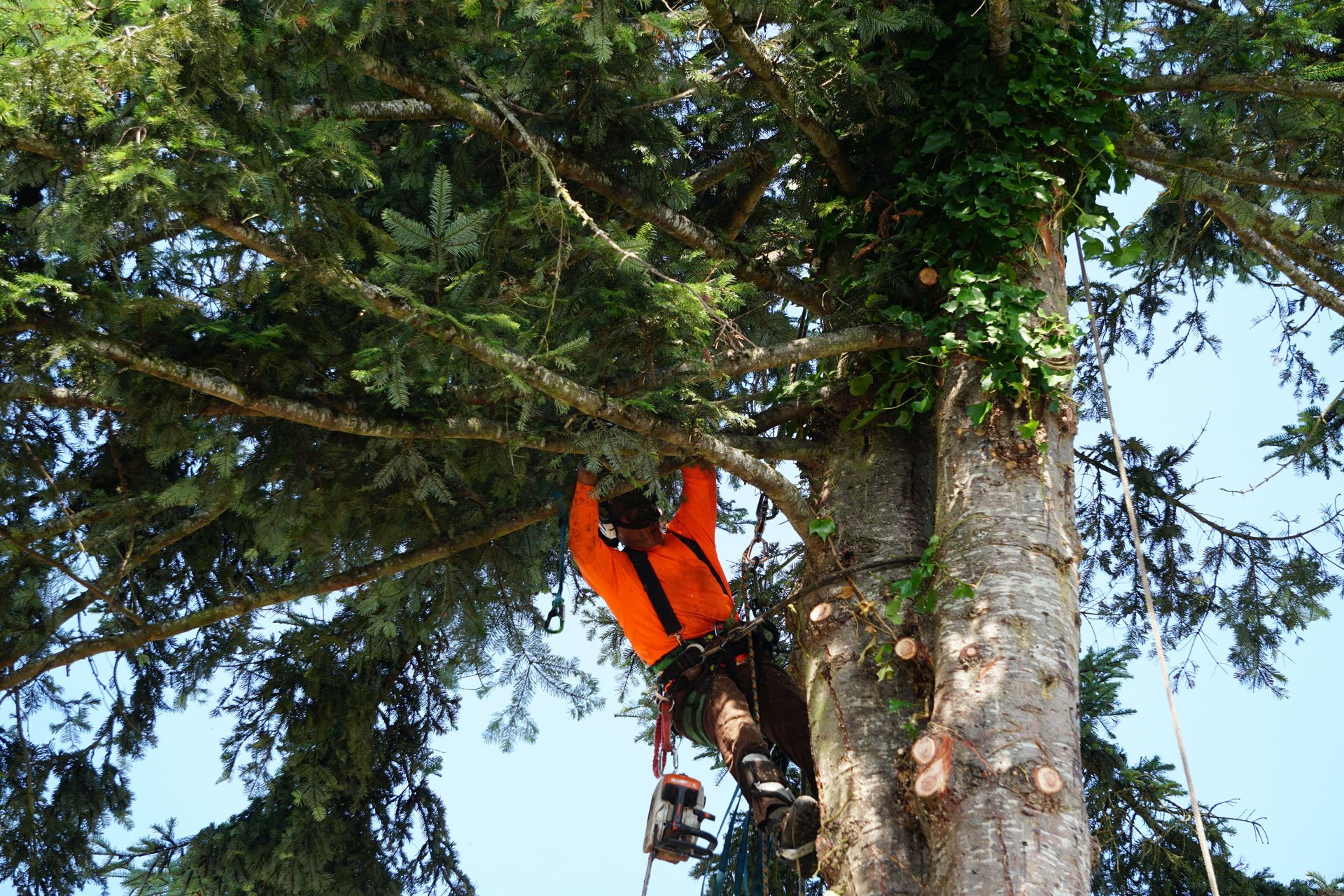 Arborist in orange shirt, trimming tree branches while secured with harness.