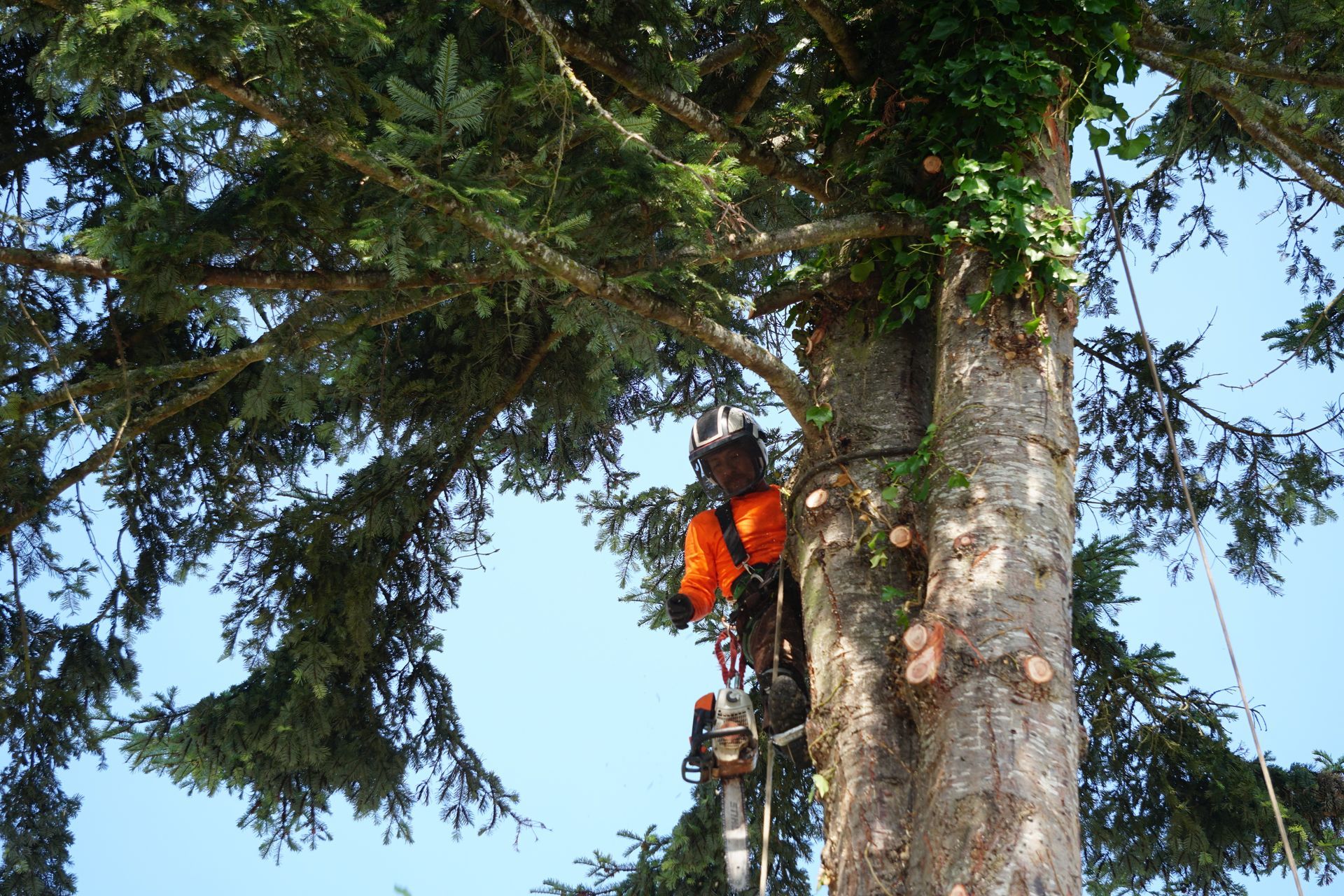 Arborist in orange safety gear, cutting a tall tree with a chainsaw, against a blue sky.