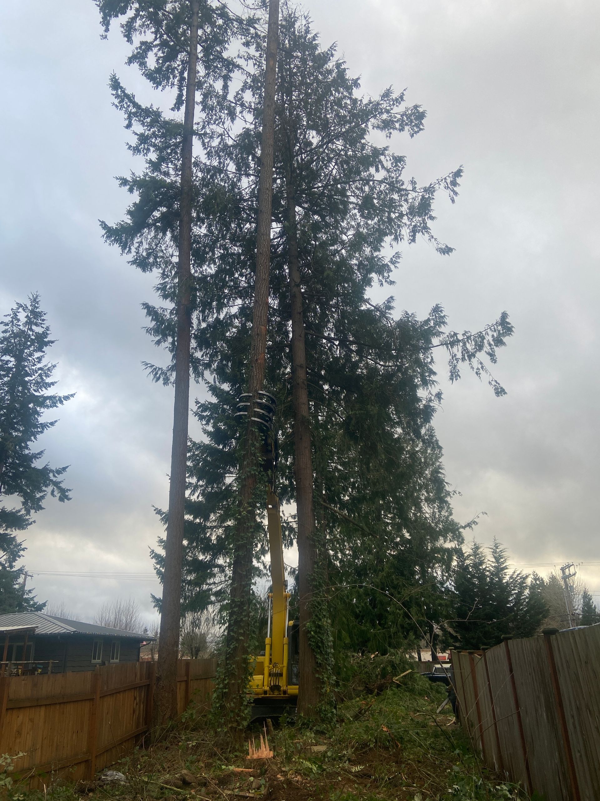 A yellow excavator working to remove tall trees in a backyard with a wooden fence under a cloudy sky.