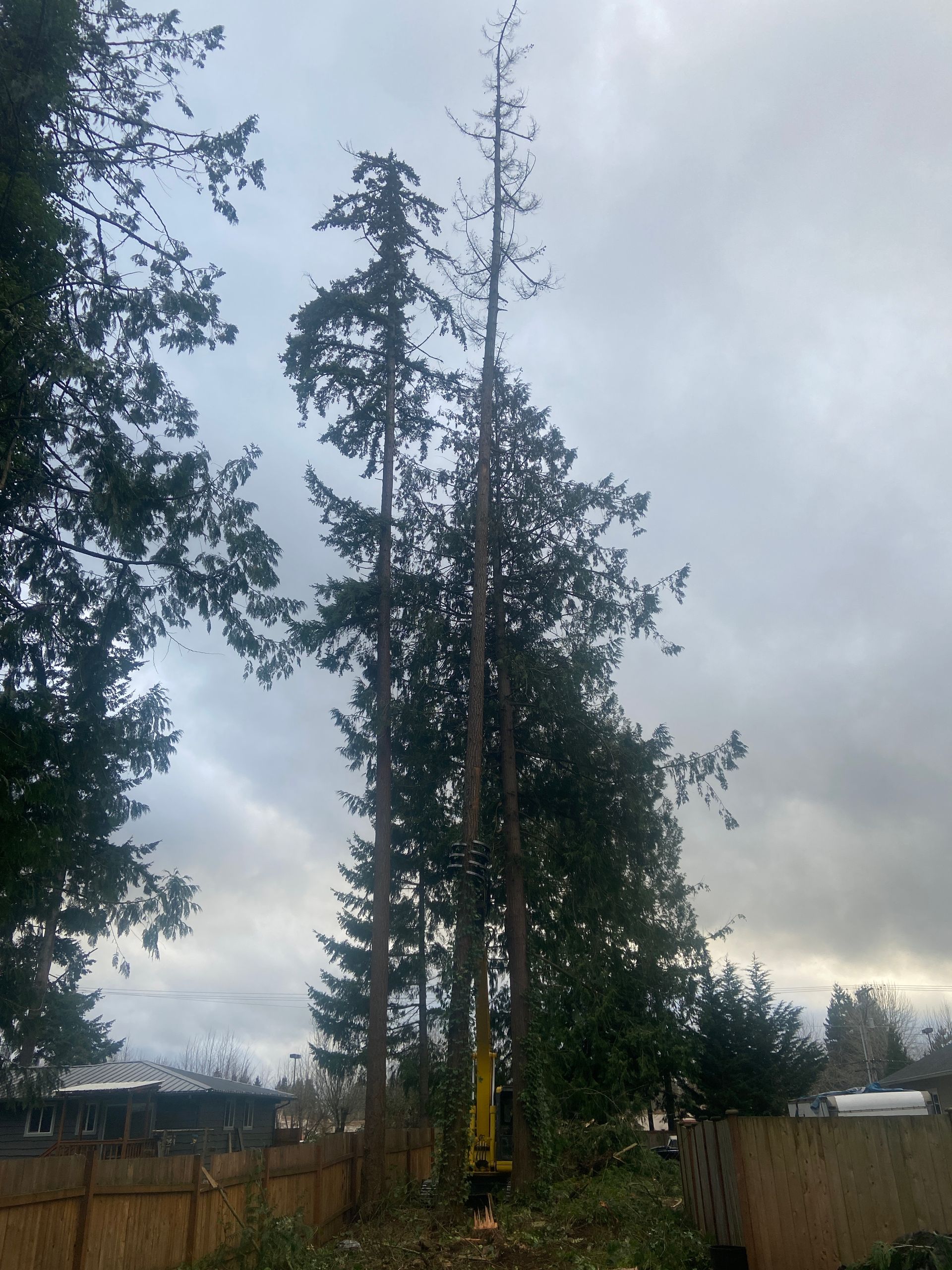 Tall evergreen trees being trimmed with a small excavator visible at the base of the trees under a cloudy sky.