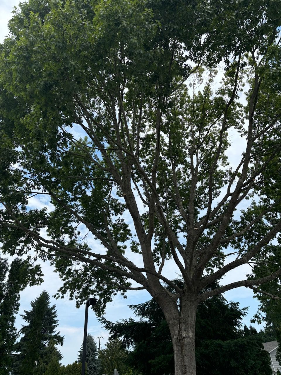Tall tree with full green canopy against a partly cloudy sky.