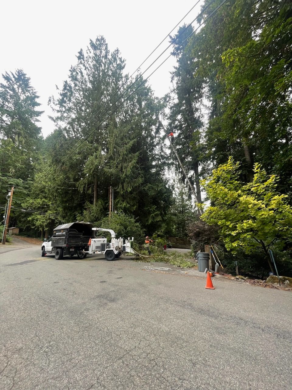Tree trimming crew working near power lines; trucks parked on paved road, trees in the background.