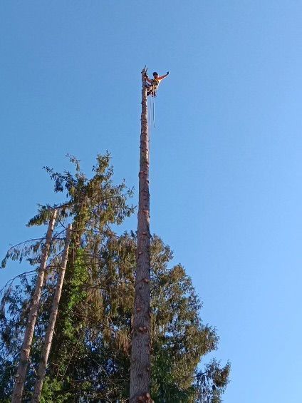 A tree trimmer atop a tall tree, blue sky background.