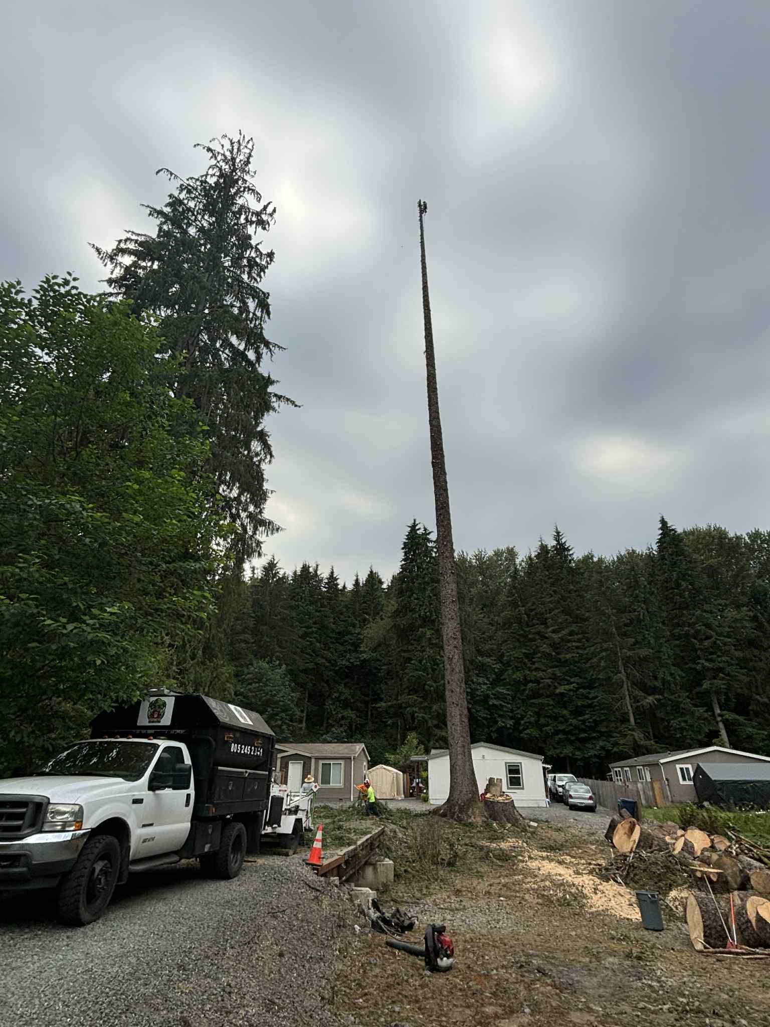 Dangerous Tree Removal in Lake Stevens, WA