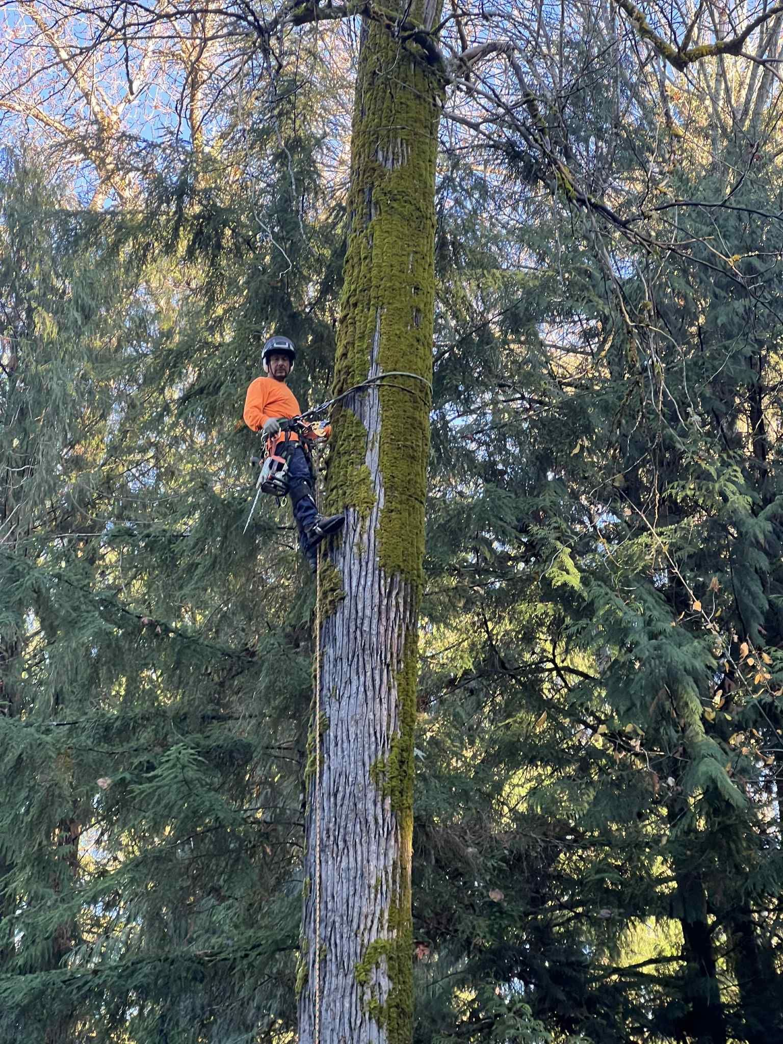 Arborist in an orange shirt cutting a tall tree trunk, surrounded by green foliage.
