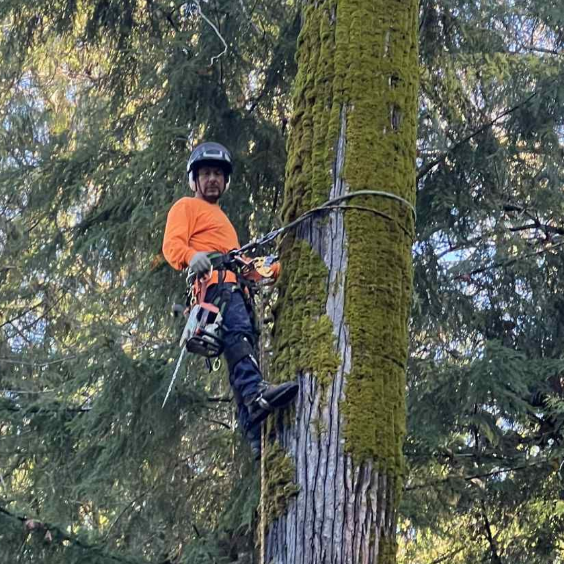 Arborist in orange shirt, helmet, and safety gear, using chainsaw while climbing a tree. Outdoors, daylight.