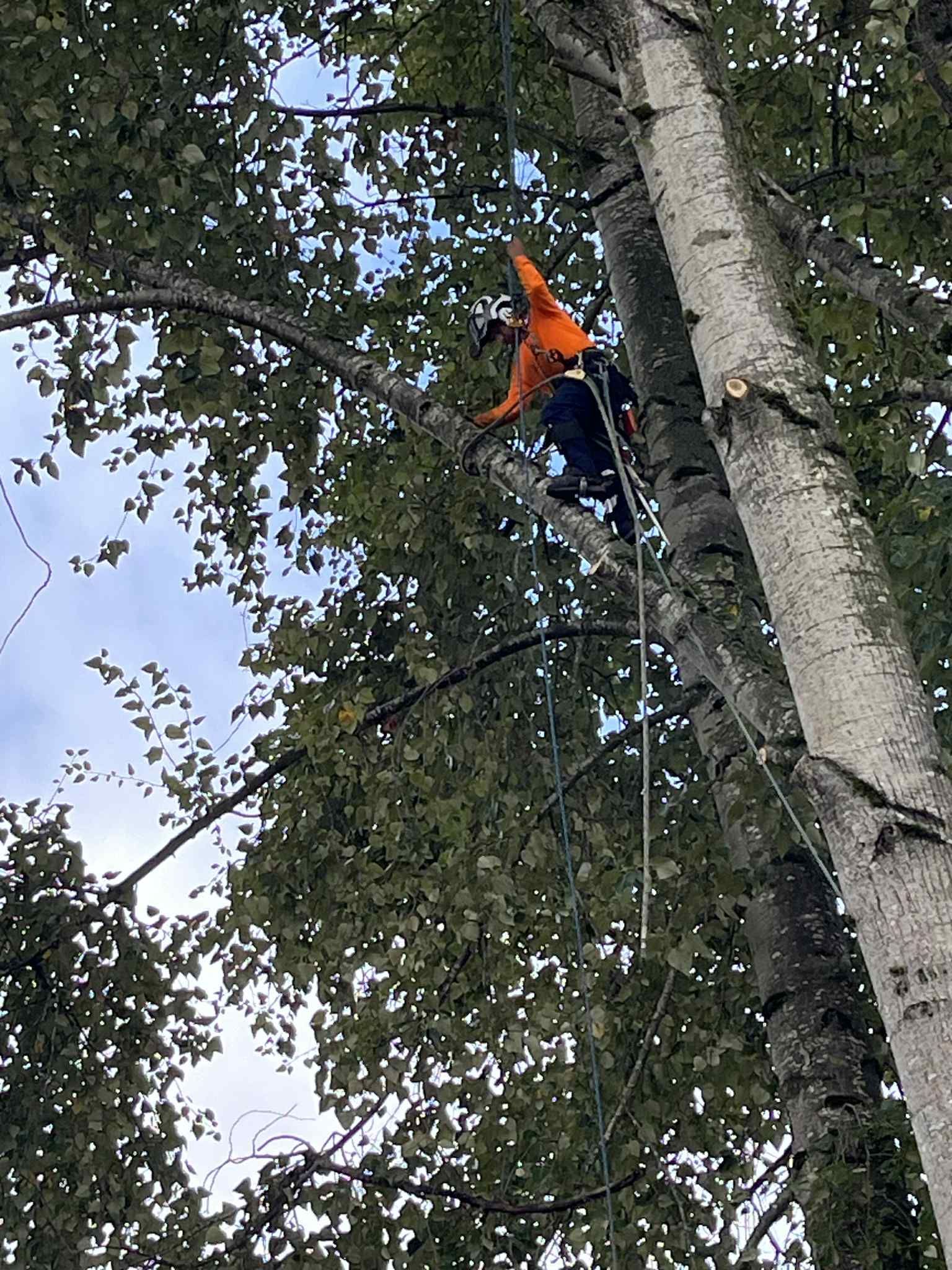 Arborist in orange shirt, trimming a tall tree with safety ropes, against a cloudy sky.