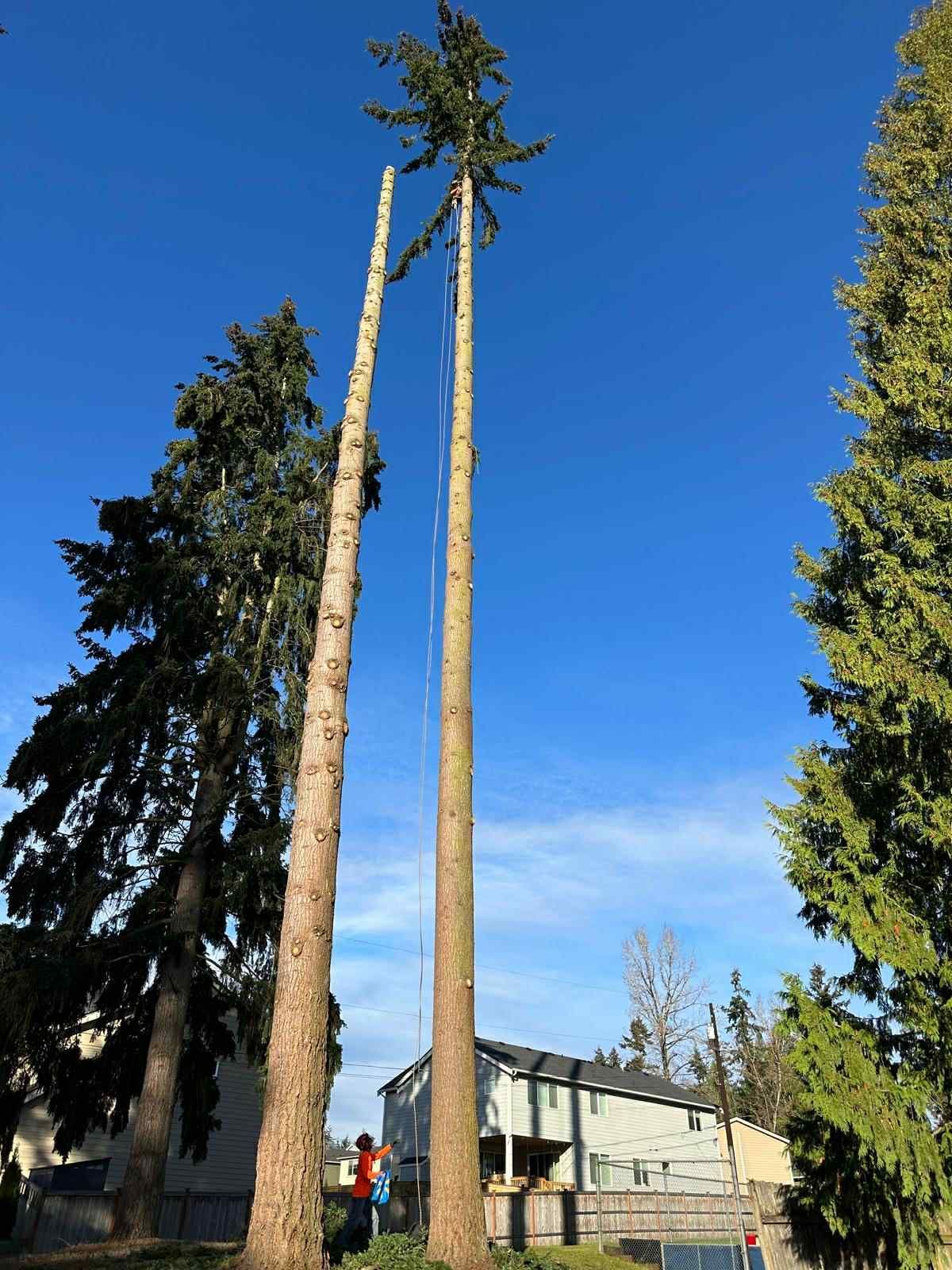 Two tall, partially trimmed trees against a bright blue sky, with a house visible in the background.