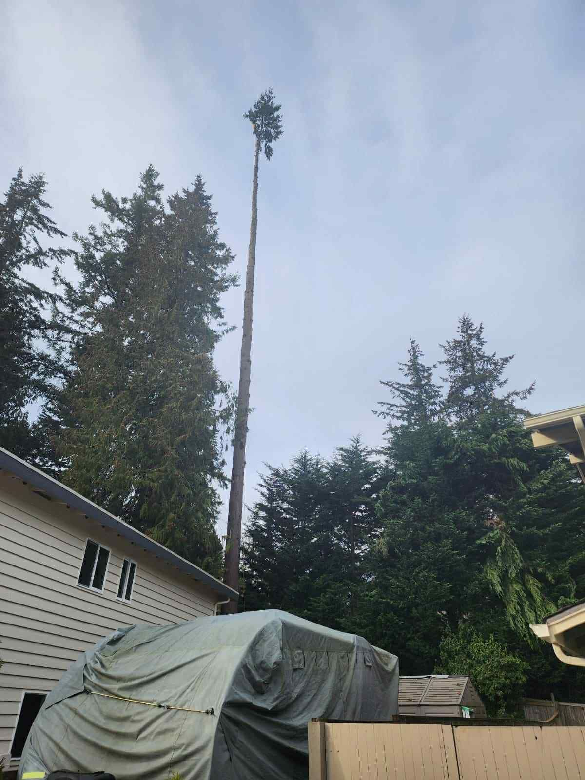 Tall tree being felled near a house, tarp-covered objects in foreground, overcast sky.