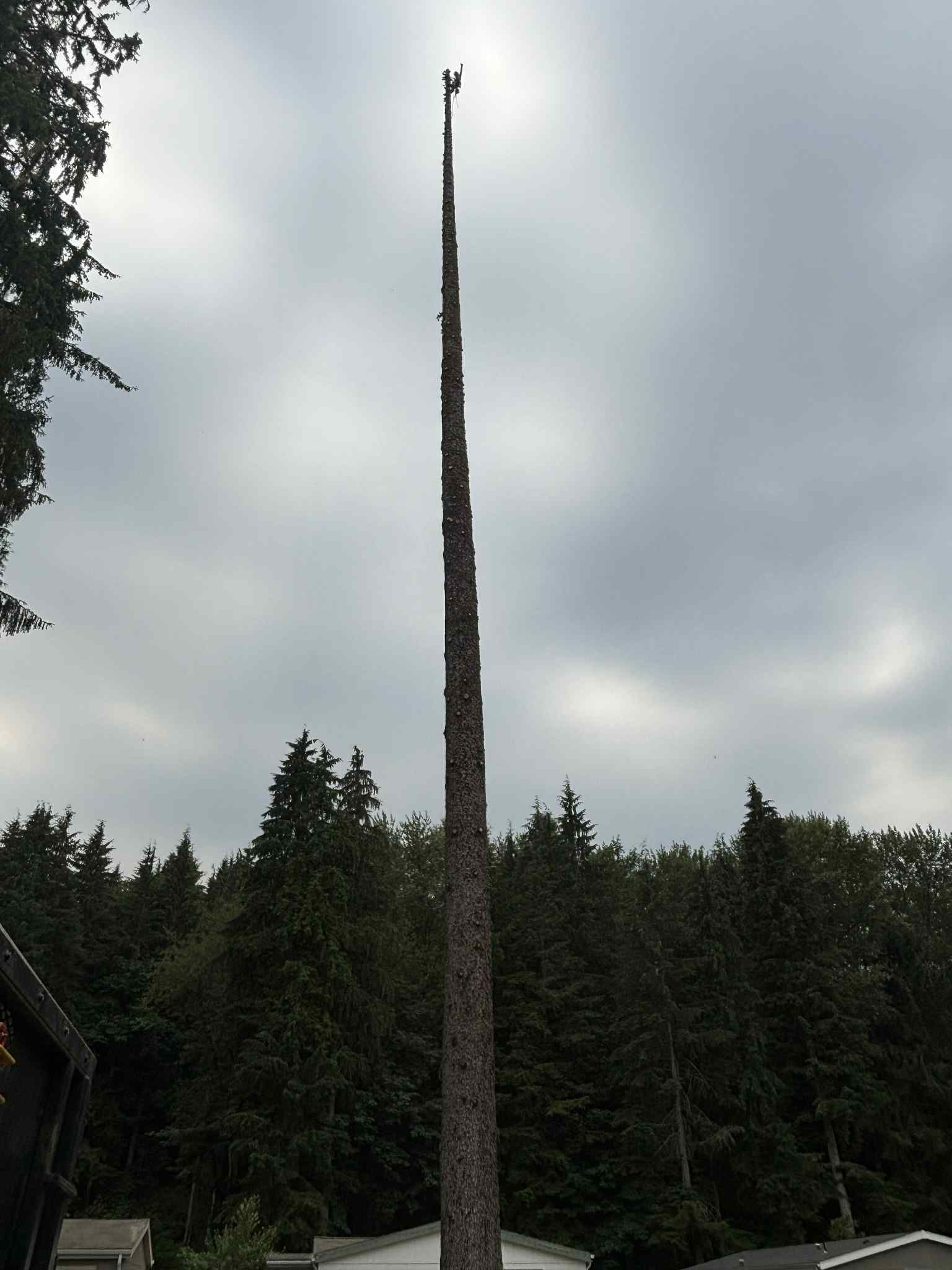 Tall, slender cell tower in a forested area under a cloudy sky.