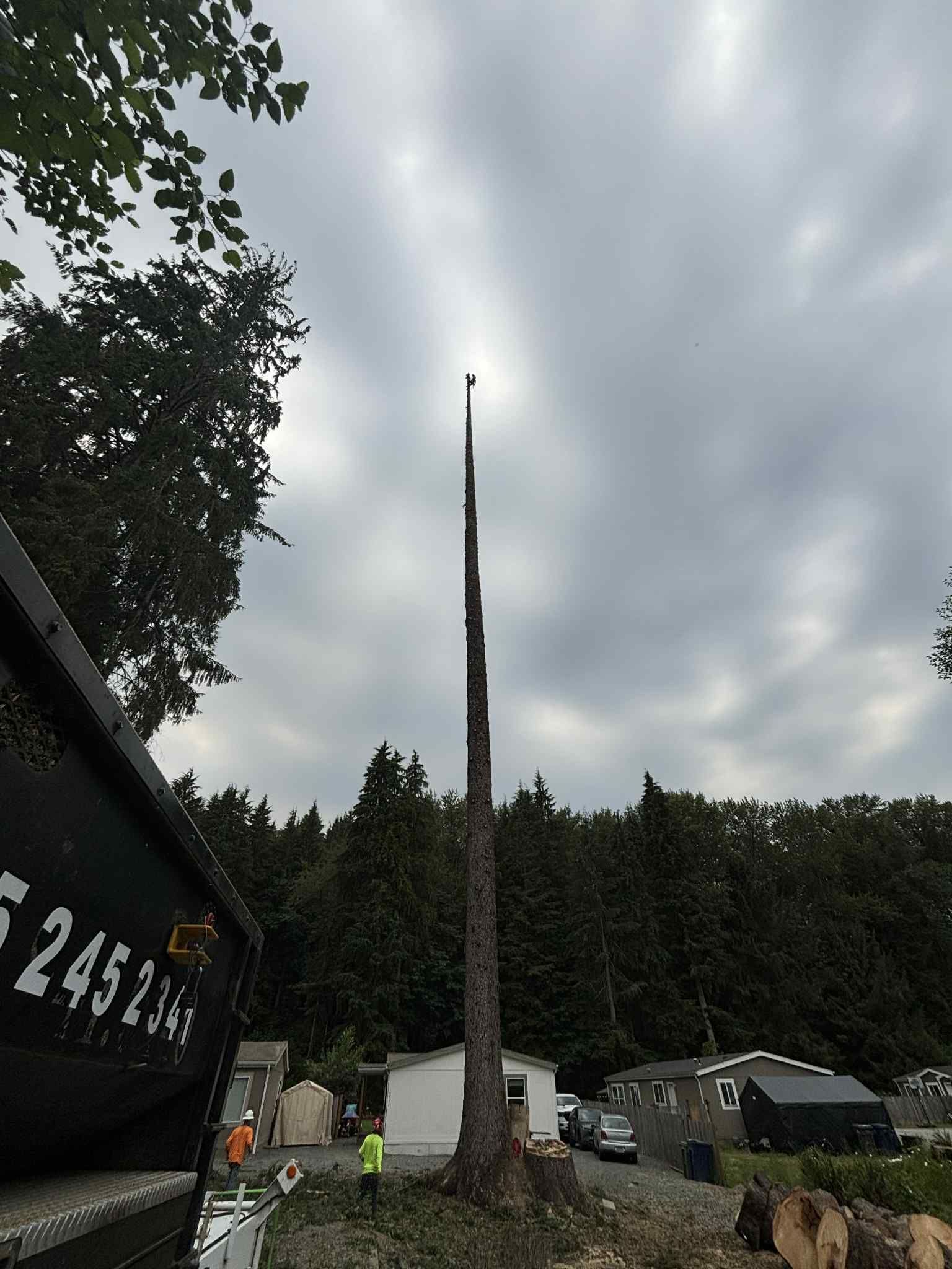 Tall, denuded tree trunk in an outdoor setting. A work truck is visible at the left. Overcast sky.