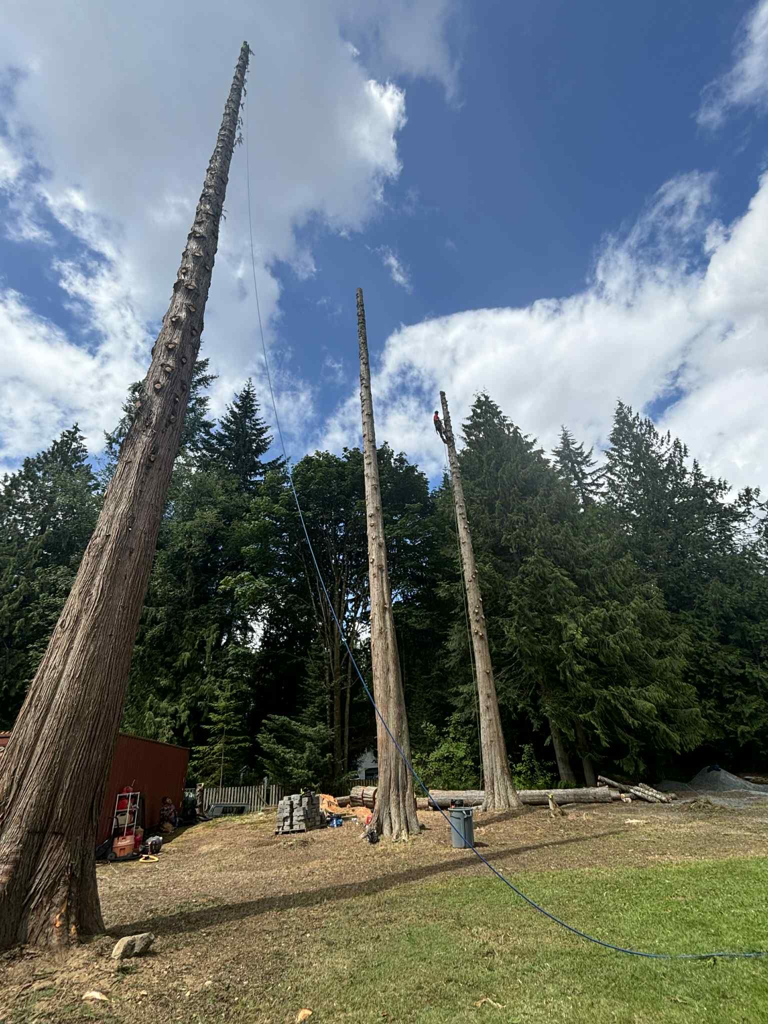 Three tall, bare tree trunks stand against a backdrop of trees and a partly cloudy sky.