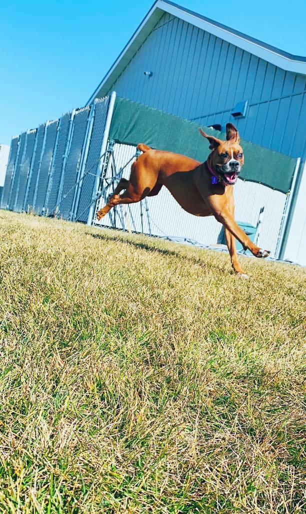 Kennel Stoughton, WI Quarry Kennels