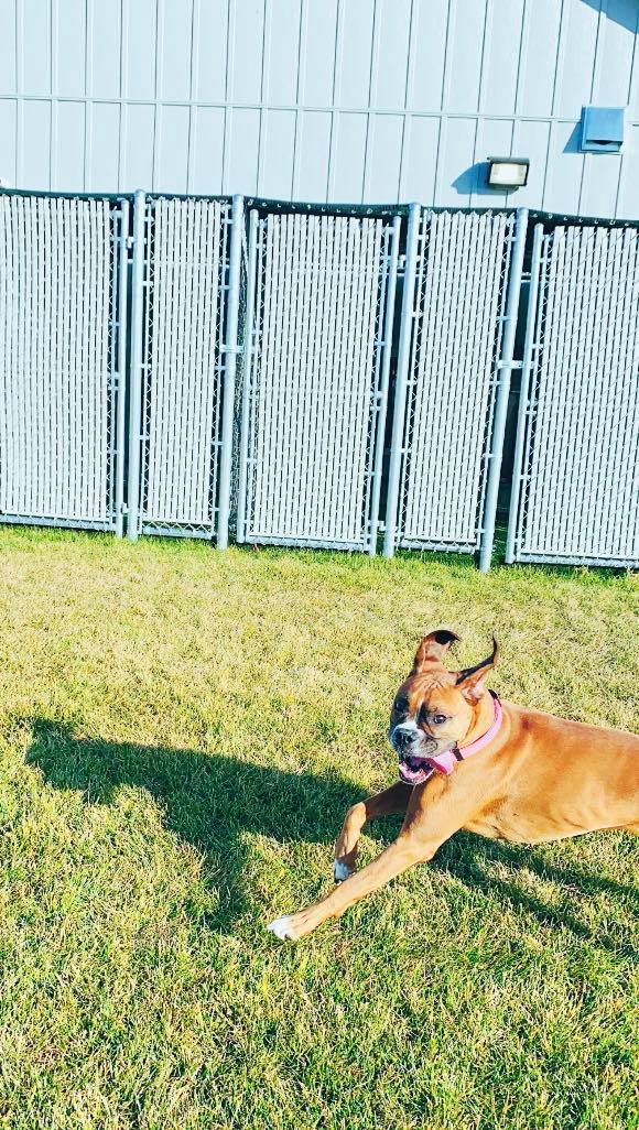 Kennel Stoughton, WI Quarry Kennels