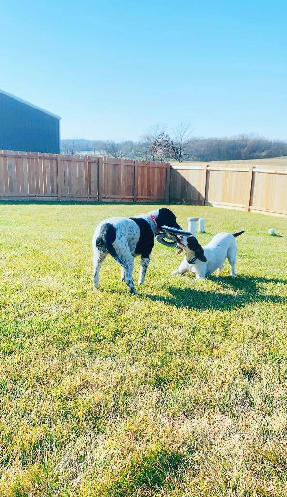 Kennel - Stoughton, Wi – Quarry Kennels