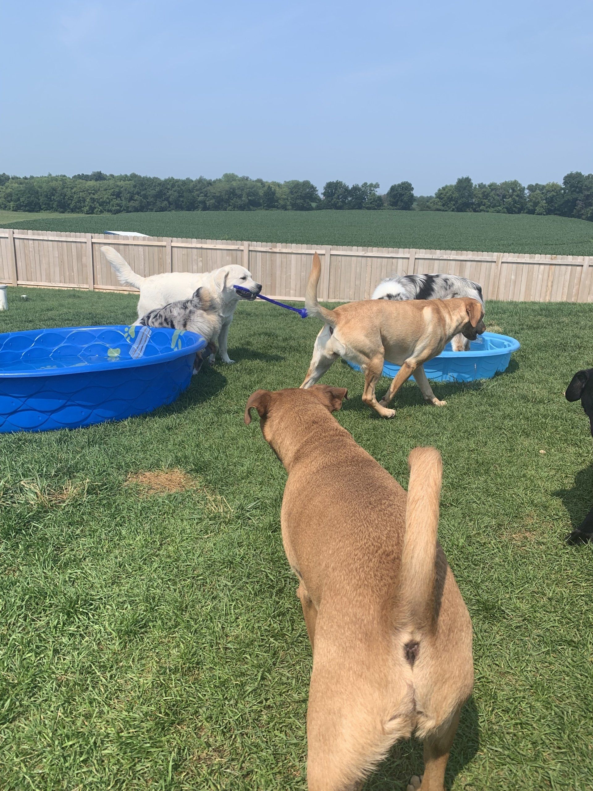 Kennel Stoughton, WI Quarry Kennels
