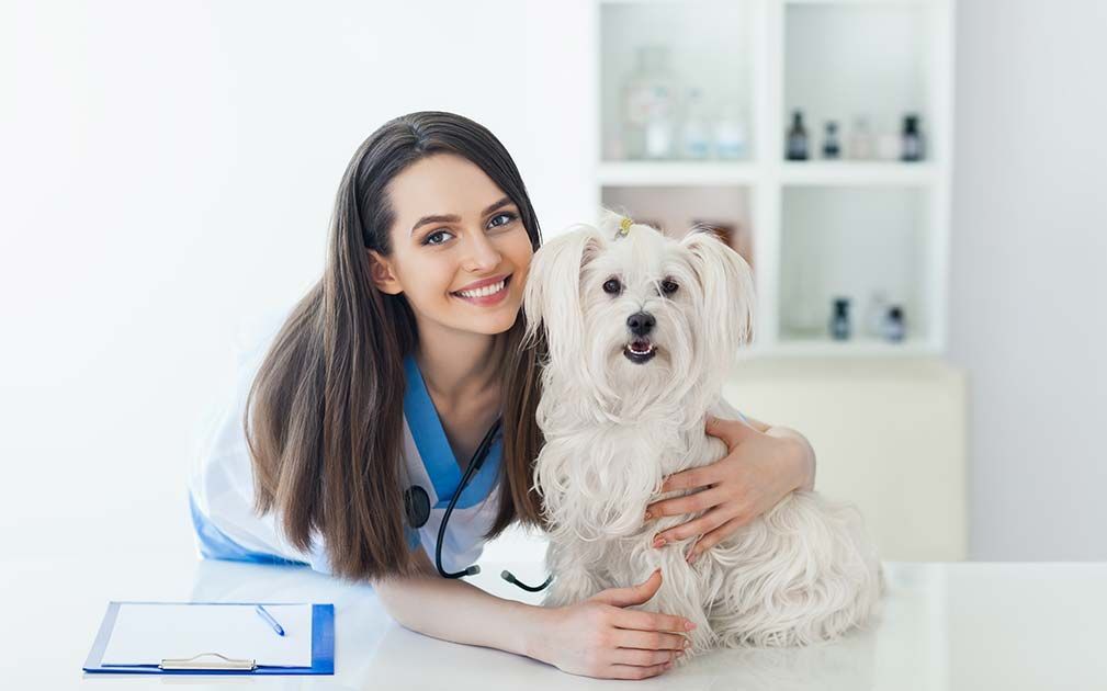 Pet Insurance Plan in West Chicago, IL