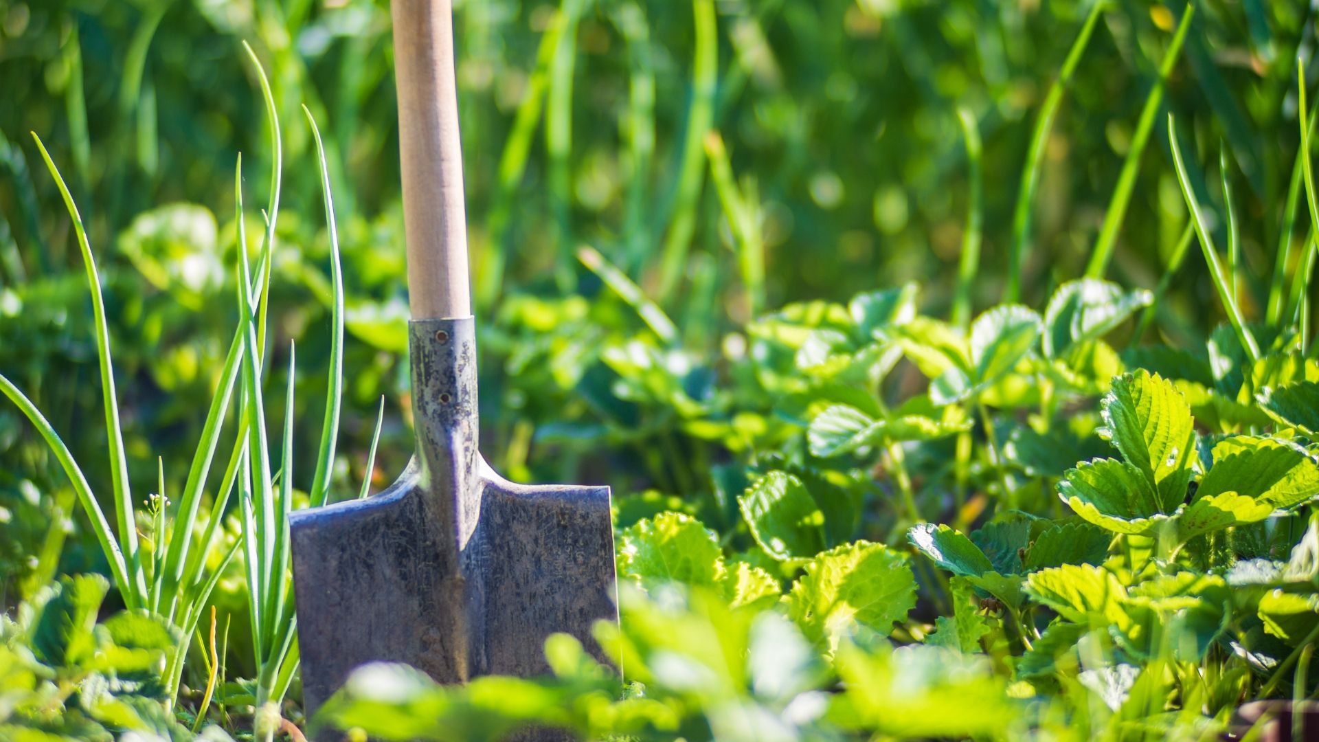 Can you bury someone in your garden? The answer is yes – but it's not always straightforward.