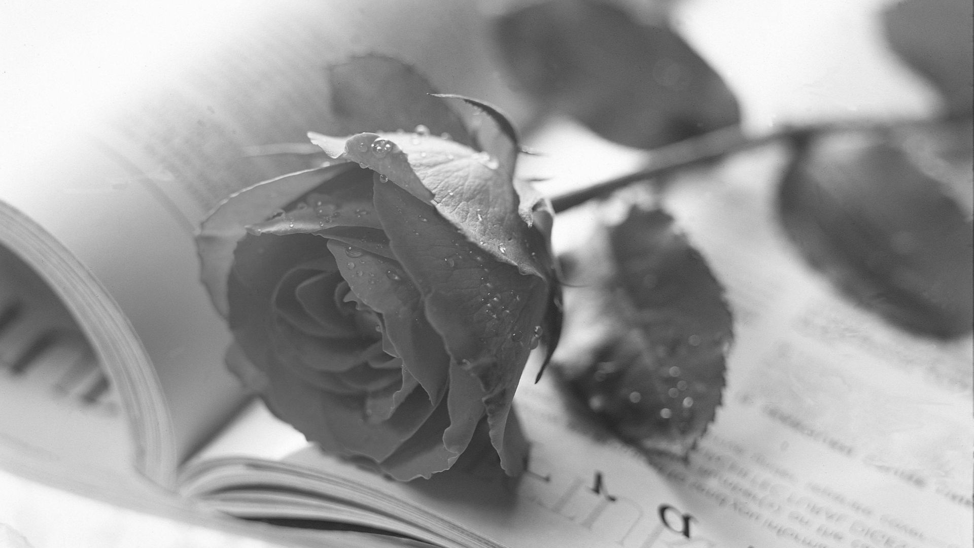 A selection of Irish funeral poems offering reflection and remembrance. Discover timeless words