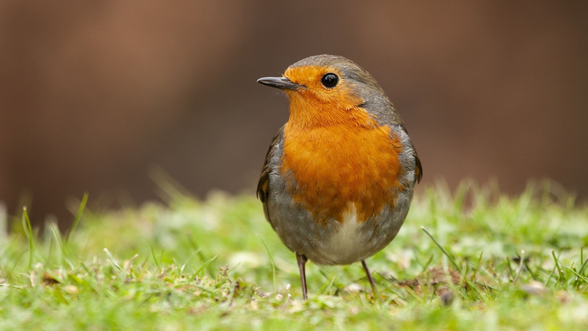 Are you looking for a poem to read at a funeral? Explore 8 beautiful poems about robins