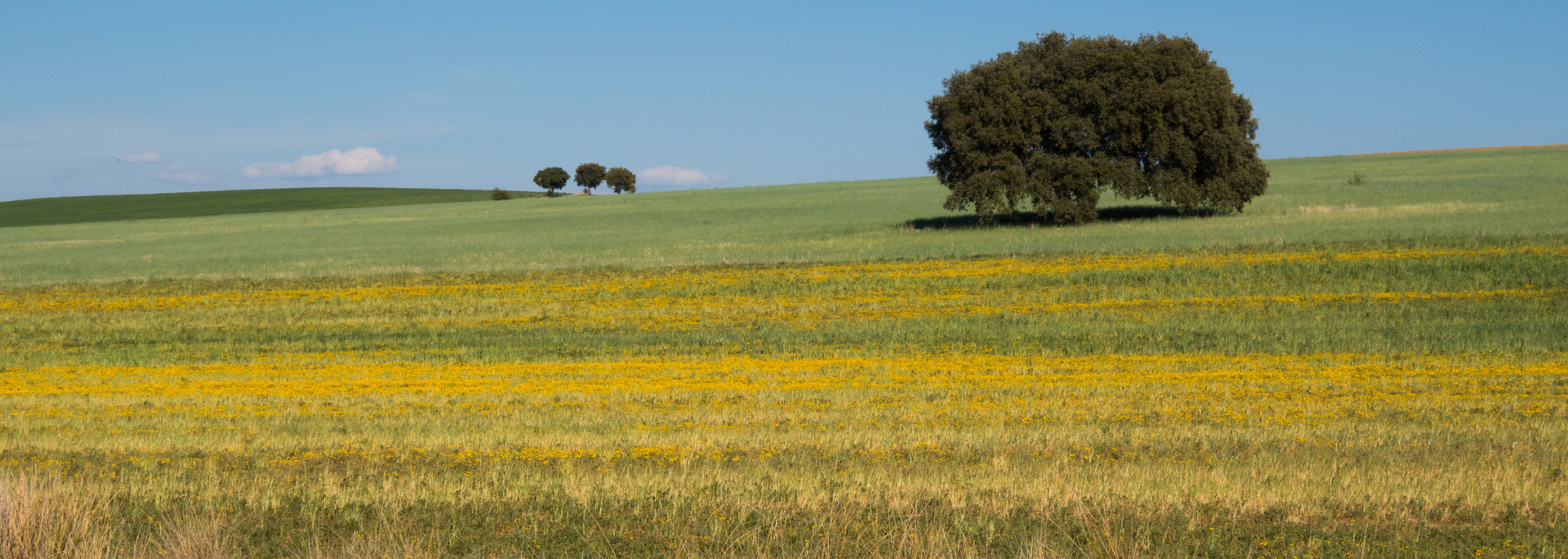 Picture of an open field.  