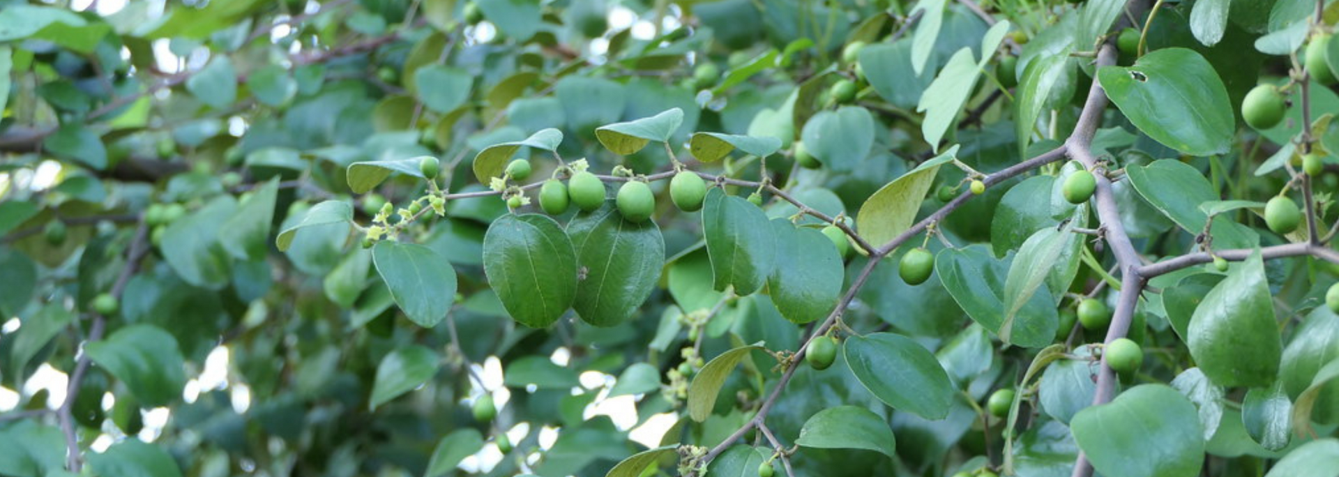 Picture of lote leaves. Picture of lote leaves.