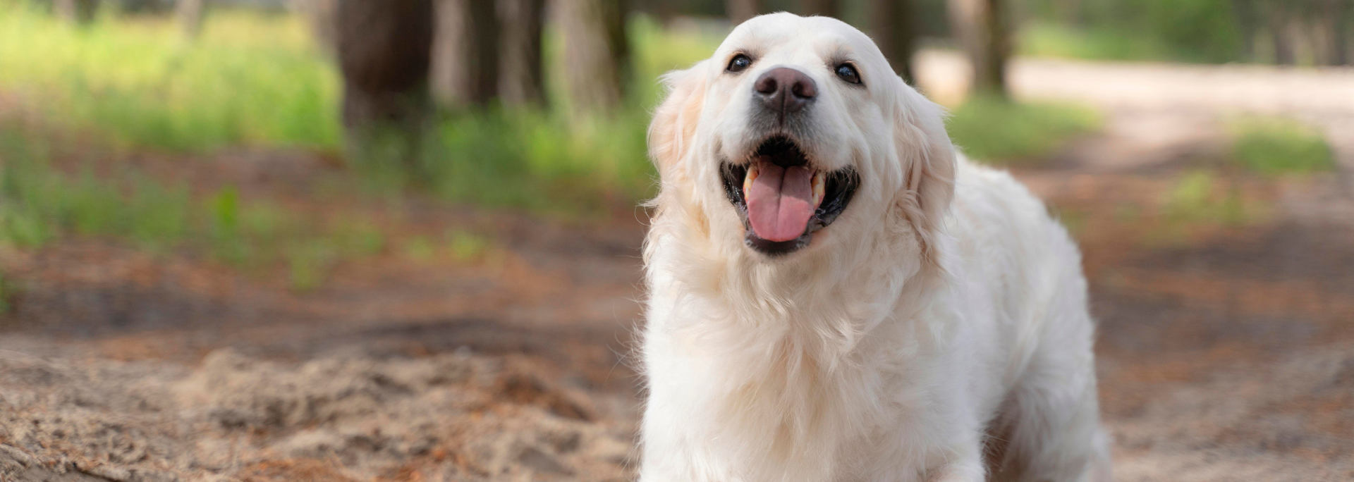 Picture of a cute dog. Picture of a cute dog.