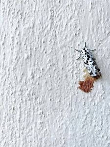 integrity-pest-management-llc-service-area-image