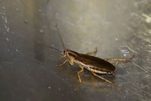 integrity-pest-management-llc-home-restaurant-pest-services-service-image