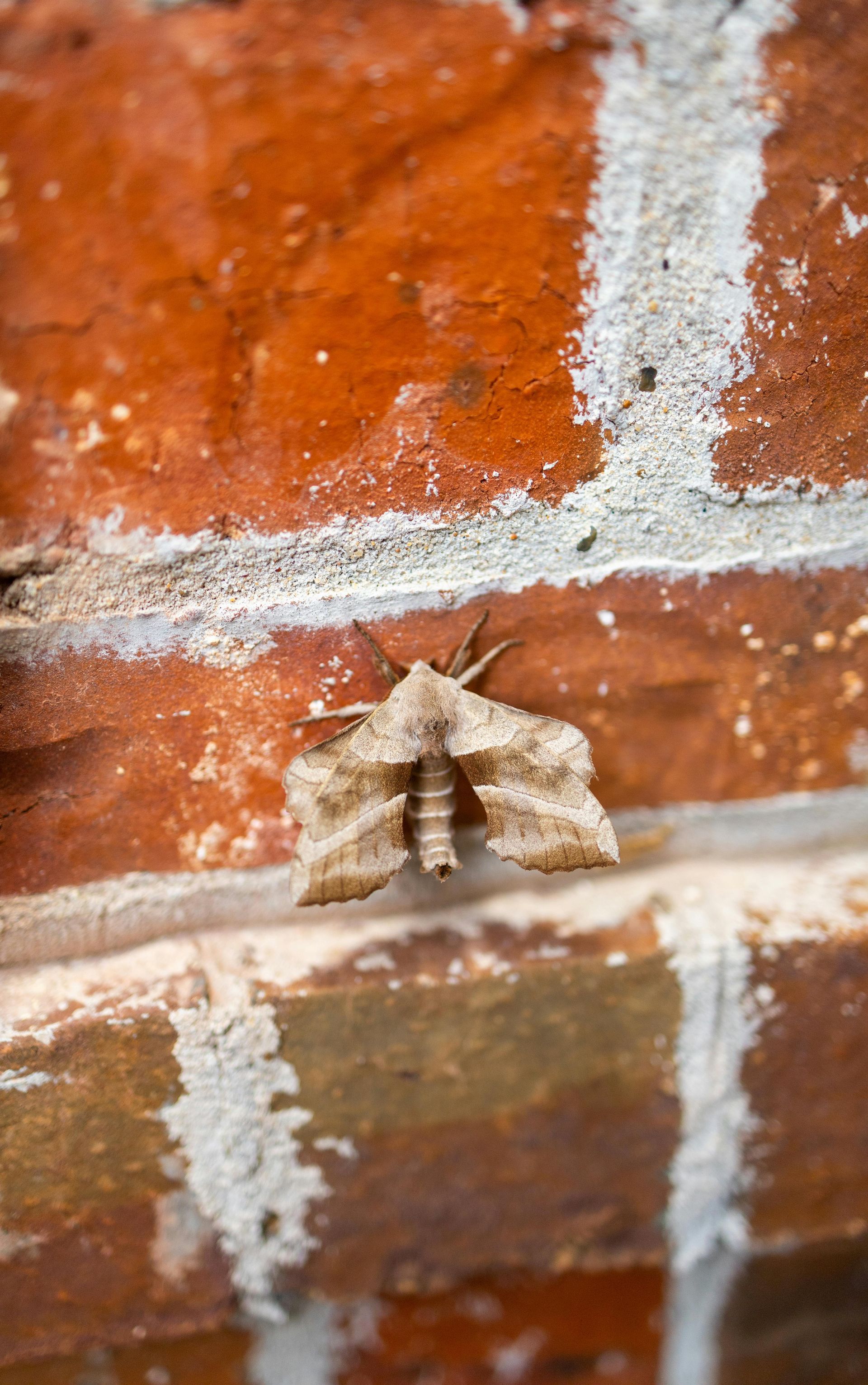 integrity-pest-management-llc