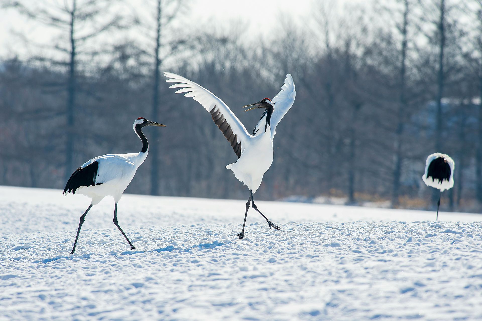 Twee roodkroon-kraanvogels in een besneeuwd veld; de ene heeft zijn vleugels gespreid, de andere komt dichterbij.