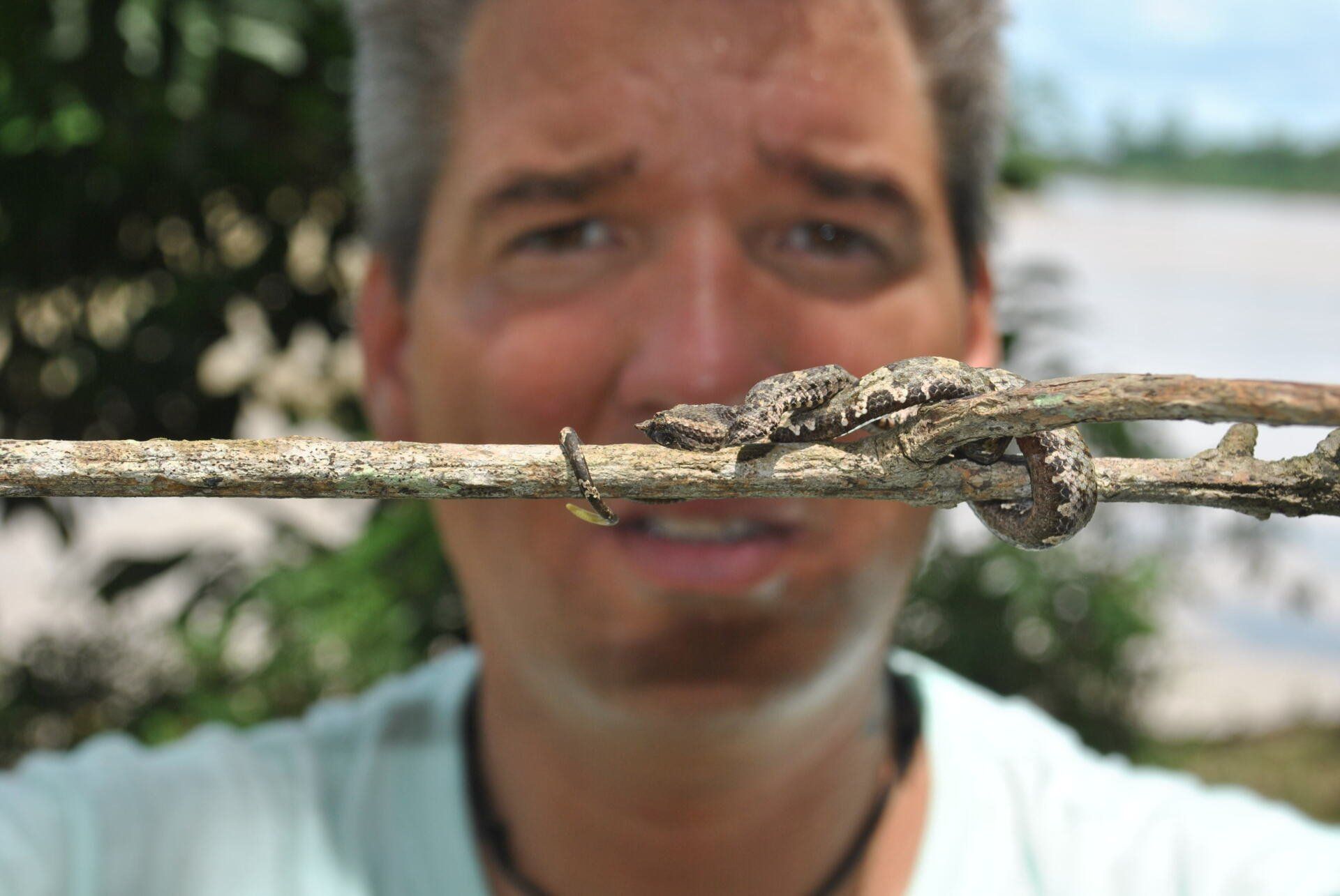 Borneo gropeviper