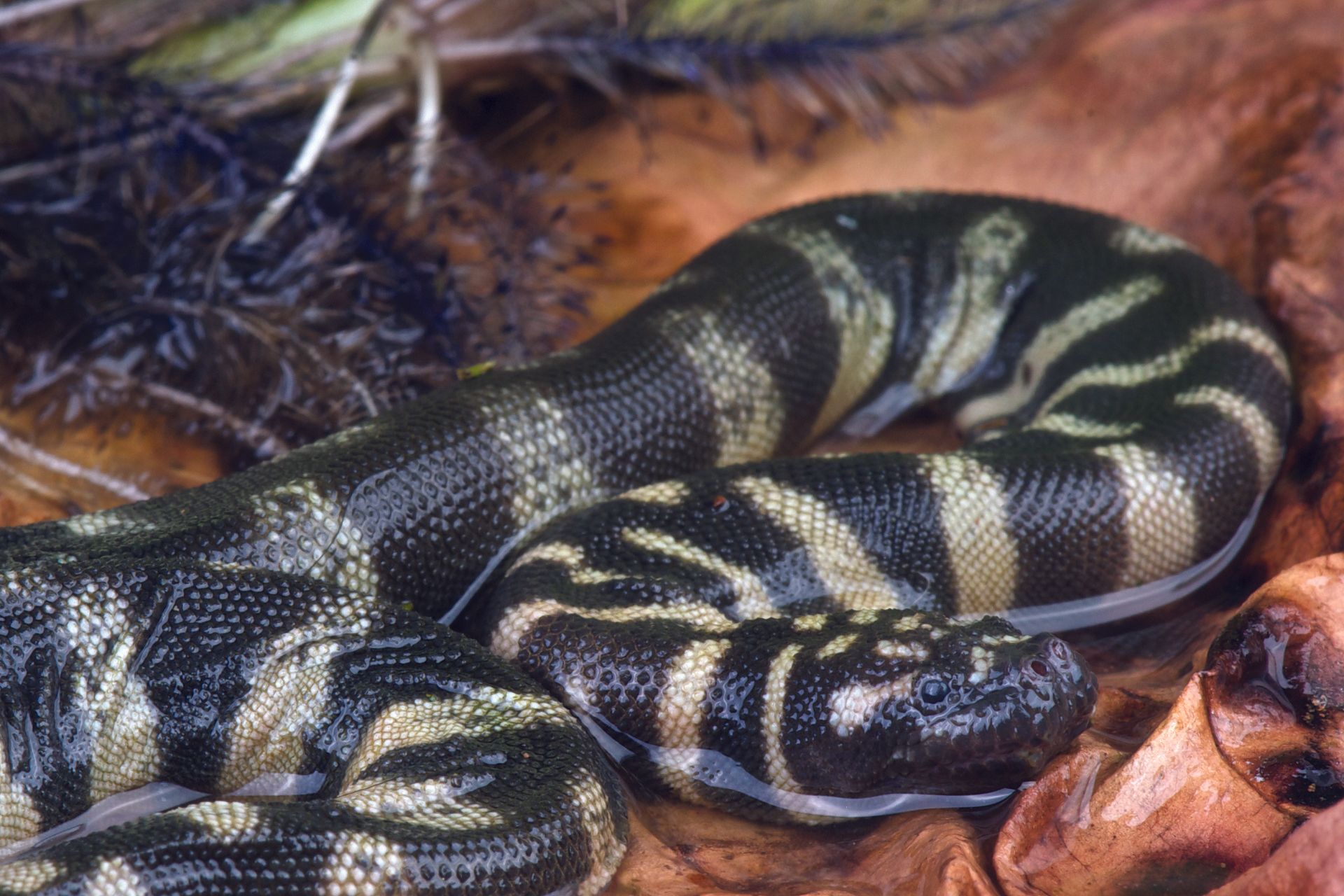 Eksemplar fra familien Acrochordidae