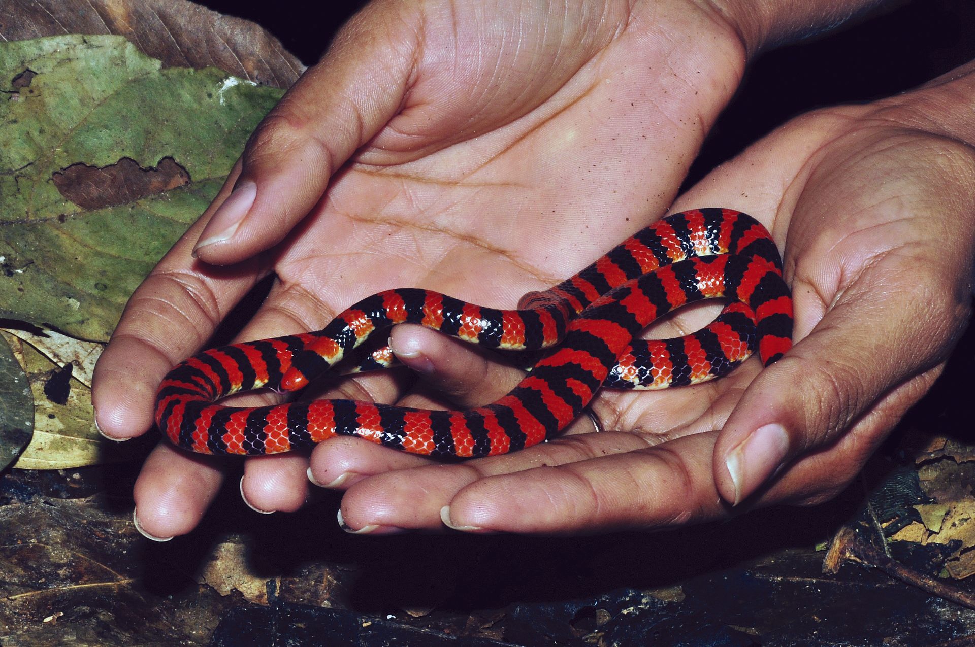 Anilius scytale scytale fra familien Aniliidae