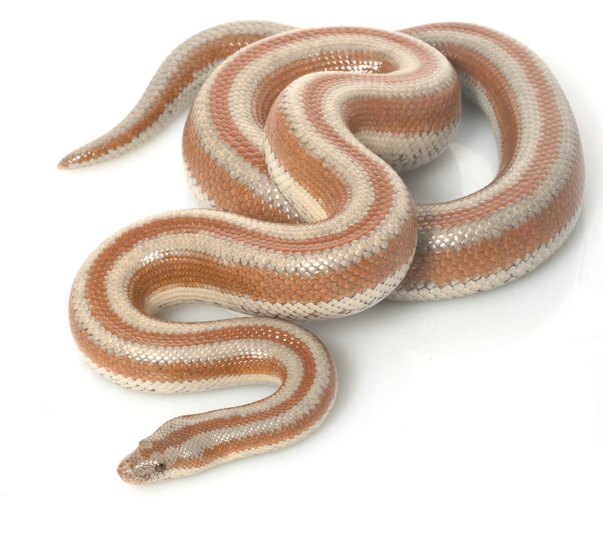 &Oslash;rkenroseboa - Lichanura trivirgata gracia